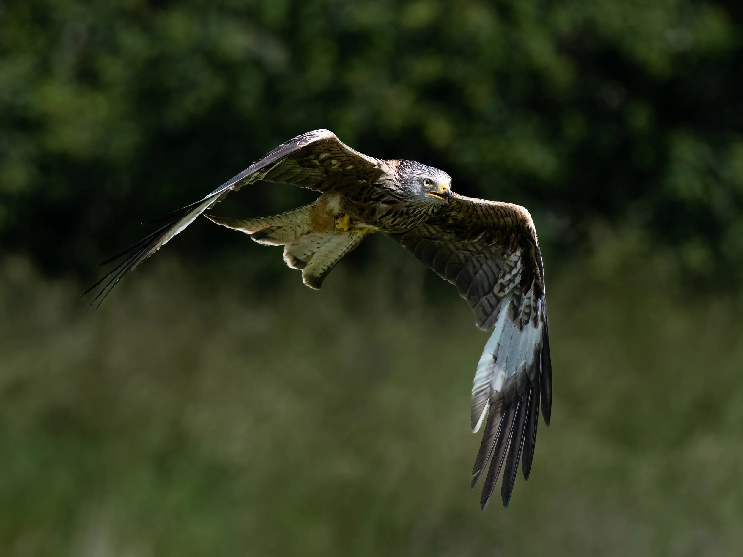 Red Kite | Gigrin Farm | Rhayader | Wales