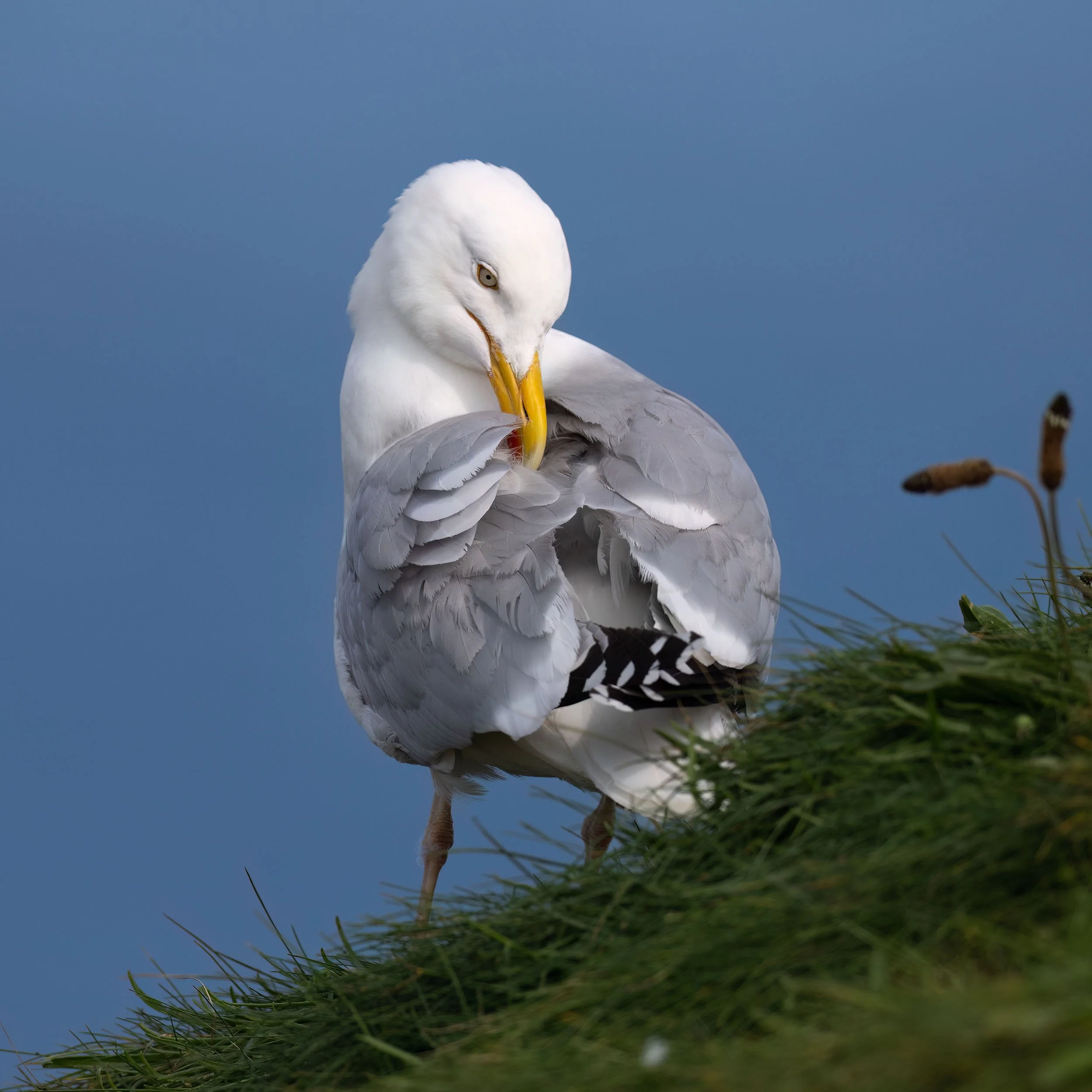 Herring Gull | RSPB Bempton Cliffs