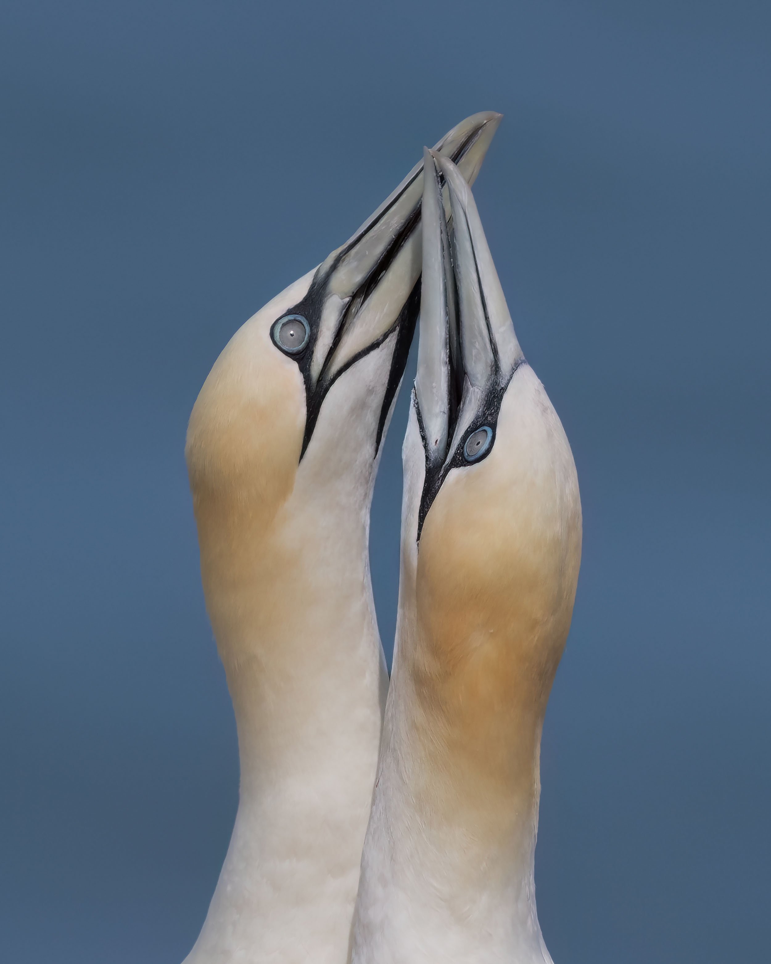 Northern Gannets | RSPB Bempton Cliffs
