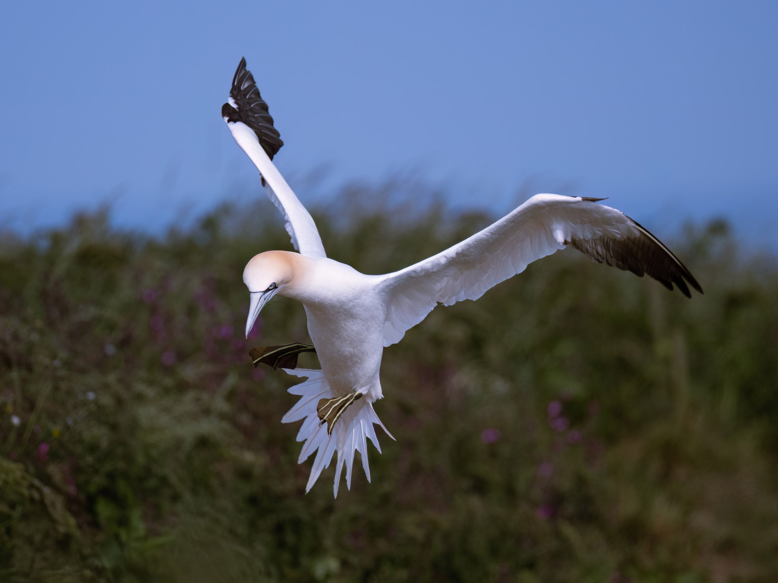 Northern Gannet | RSPB Bempton Cliffs