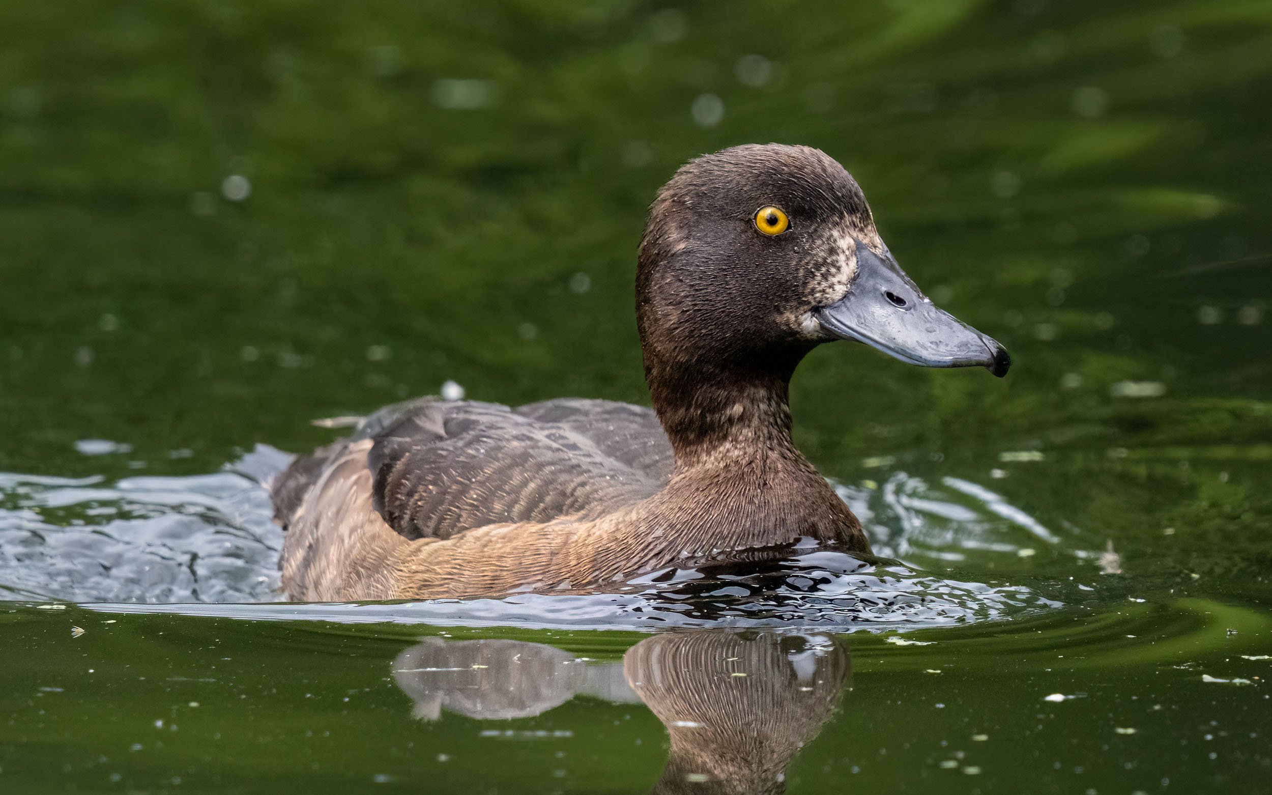 Female Tufted Duck | Slimbridge WWT