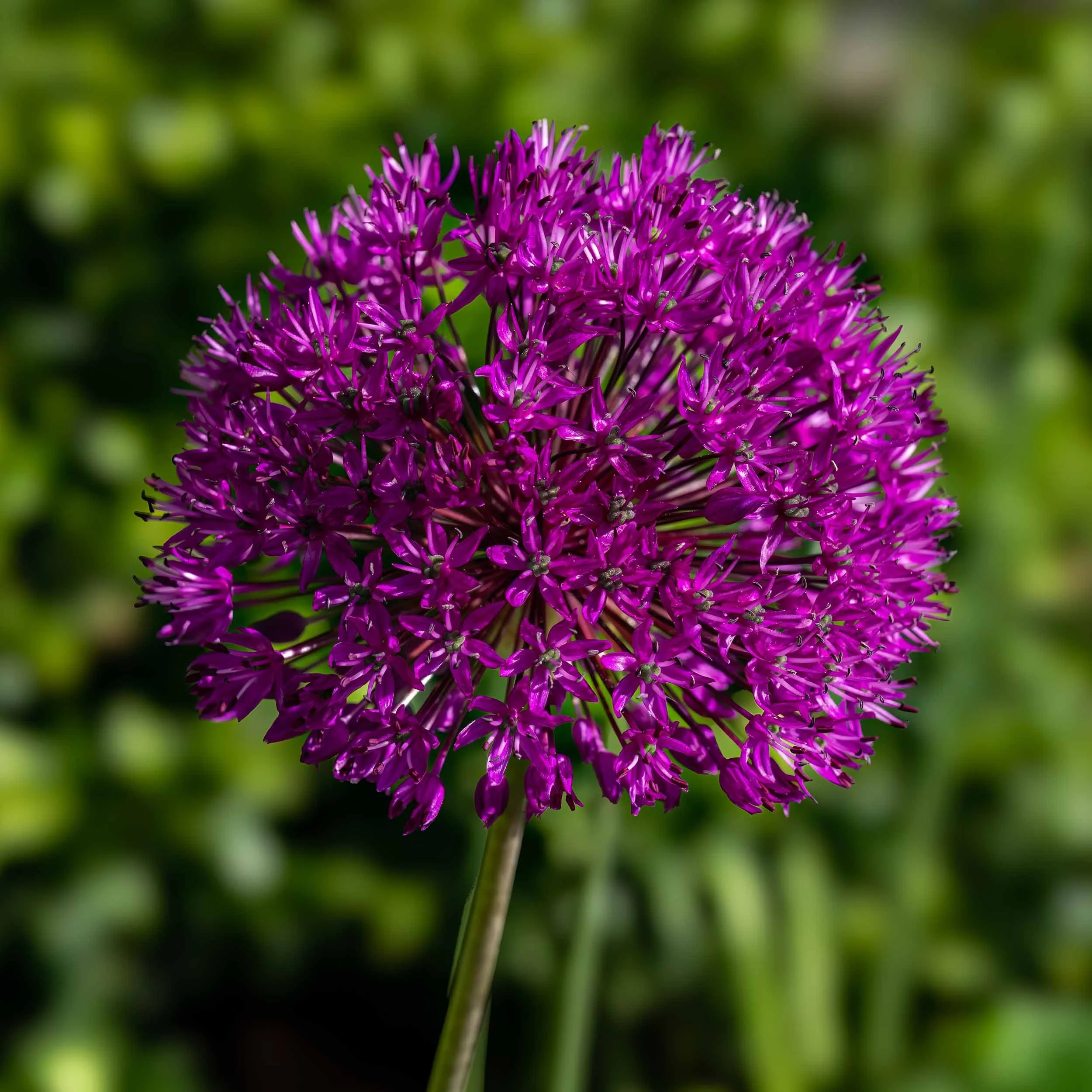 Allium | Bodnant Gardens | North Wales