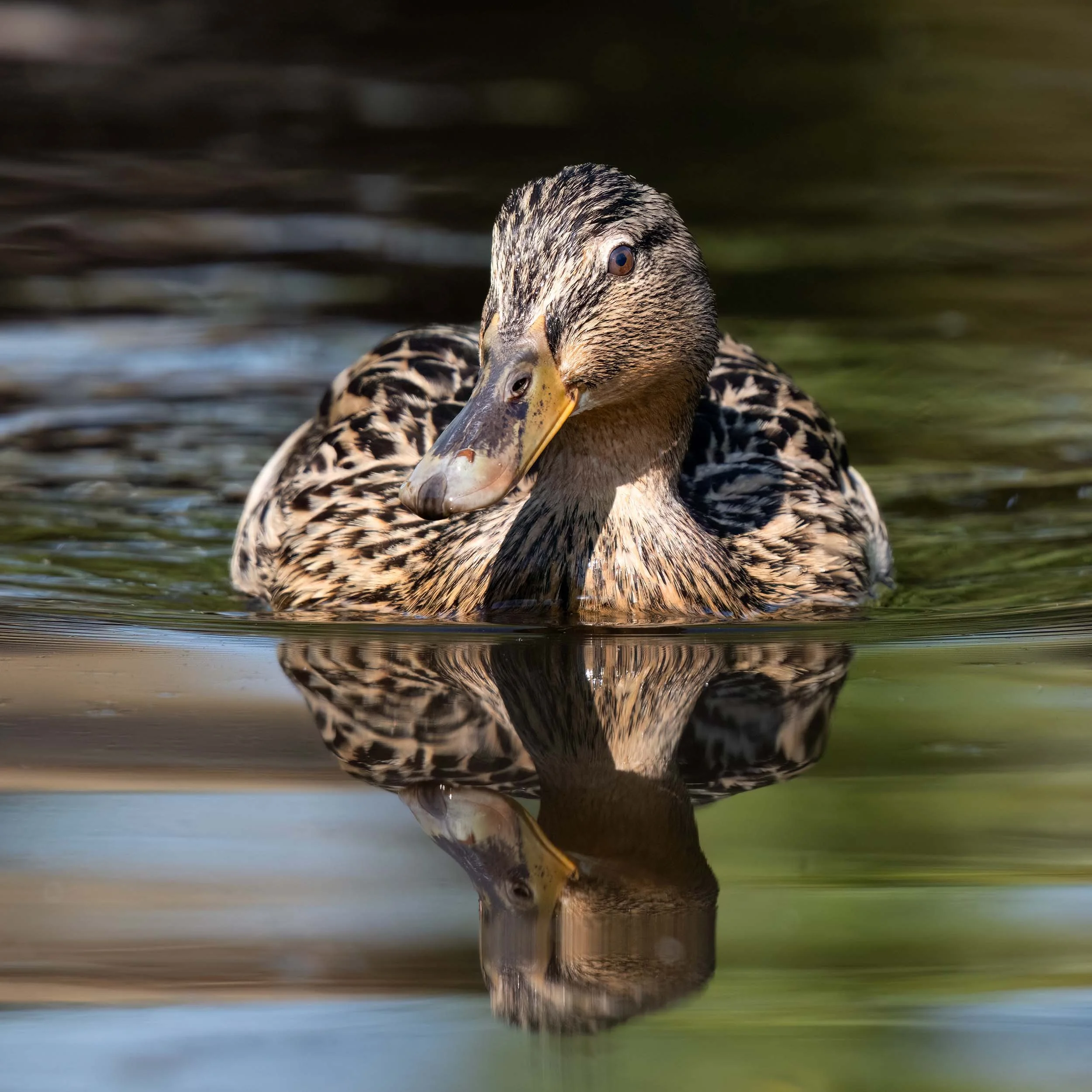Female Mallard | Martin Mere WWT