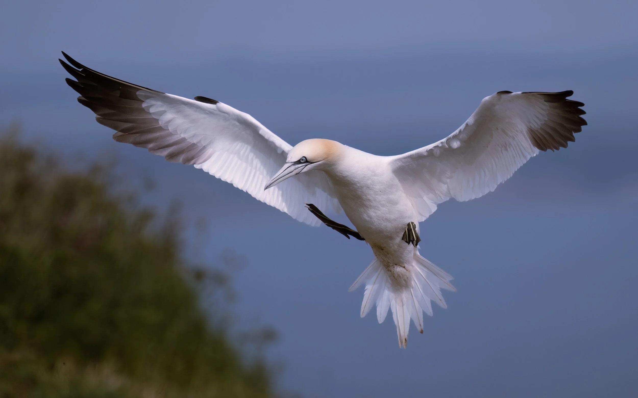 Northern Gannet | RSPB Bempton Cliffs