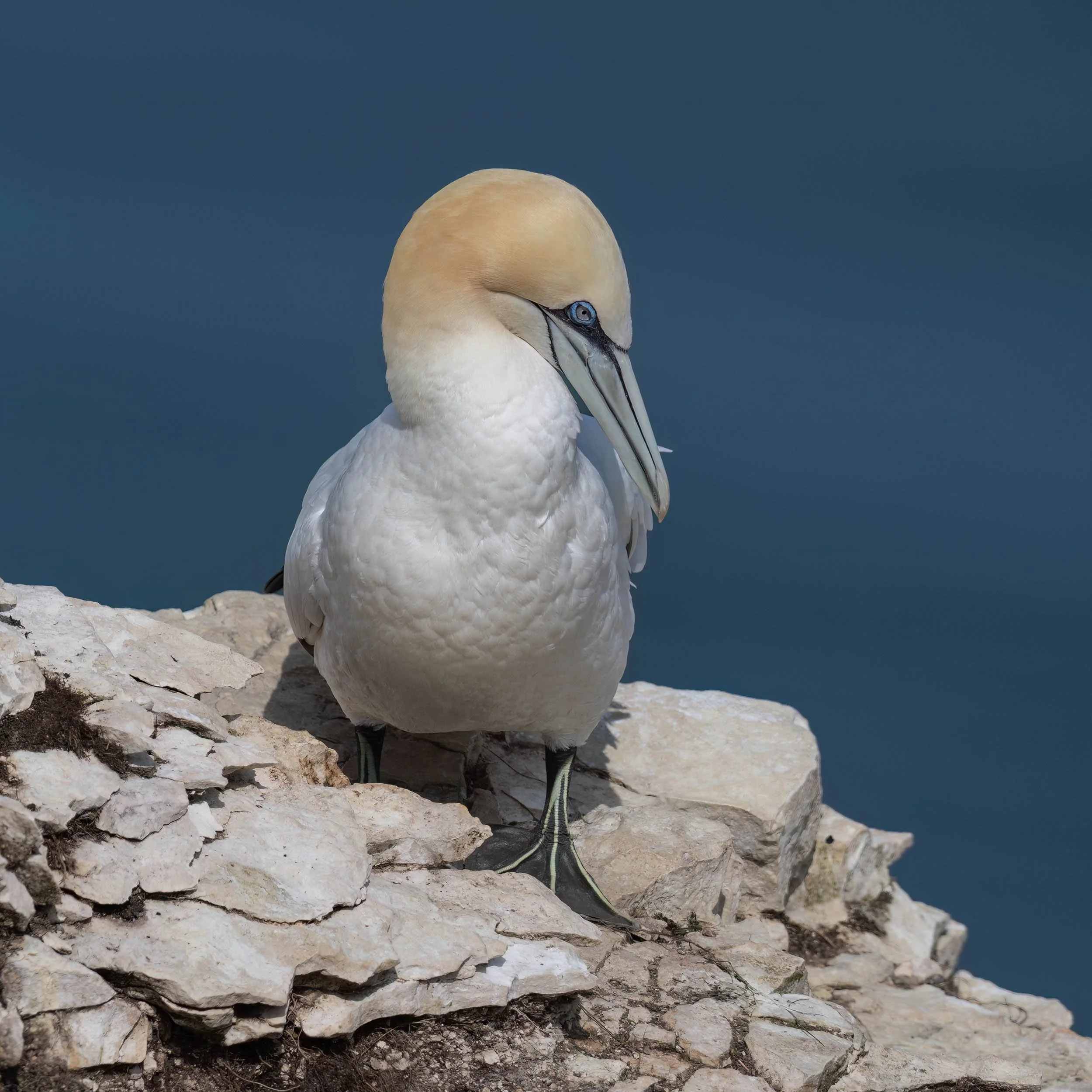 Northern Gannet | RSPB Bempton Cliffs