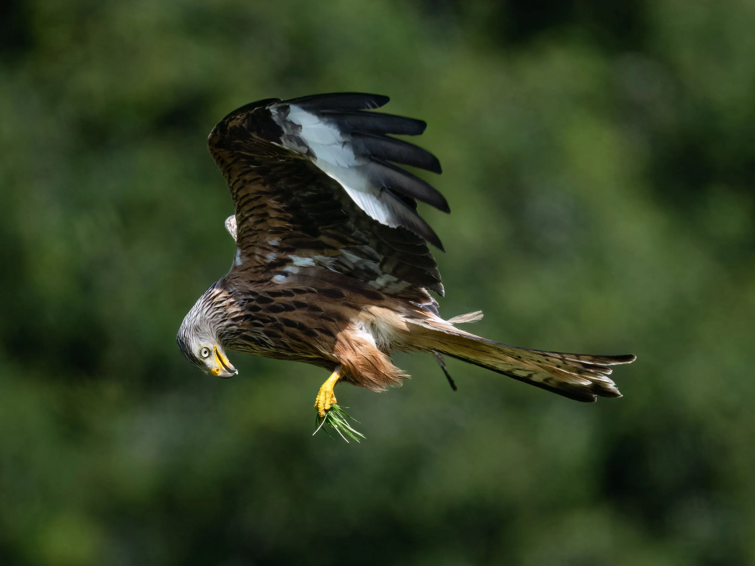 Red Kite | Gigrin Farm | Rhayader | Wales