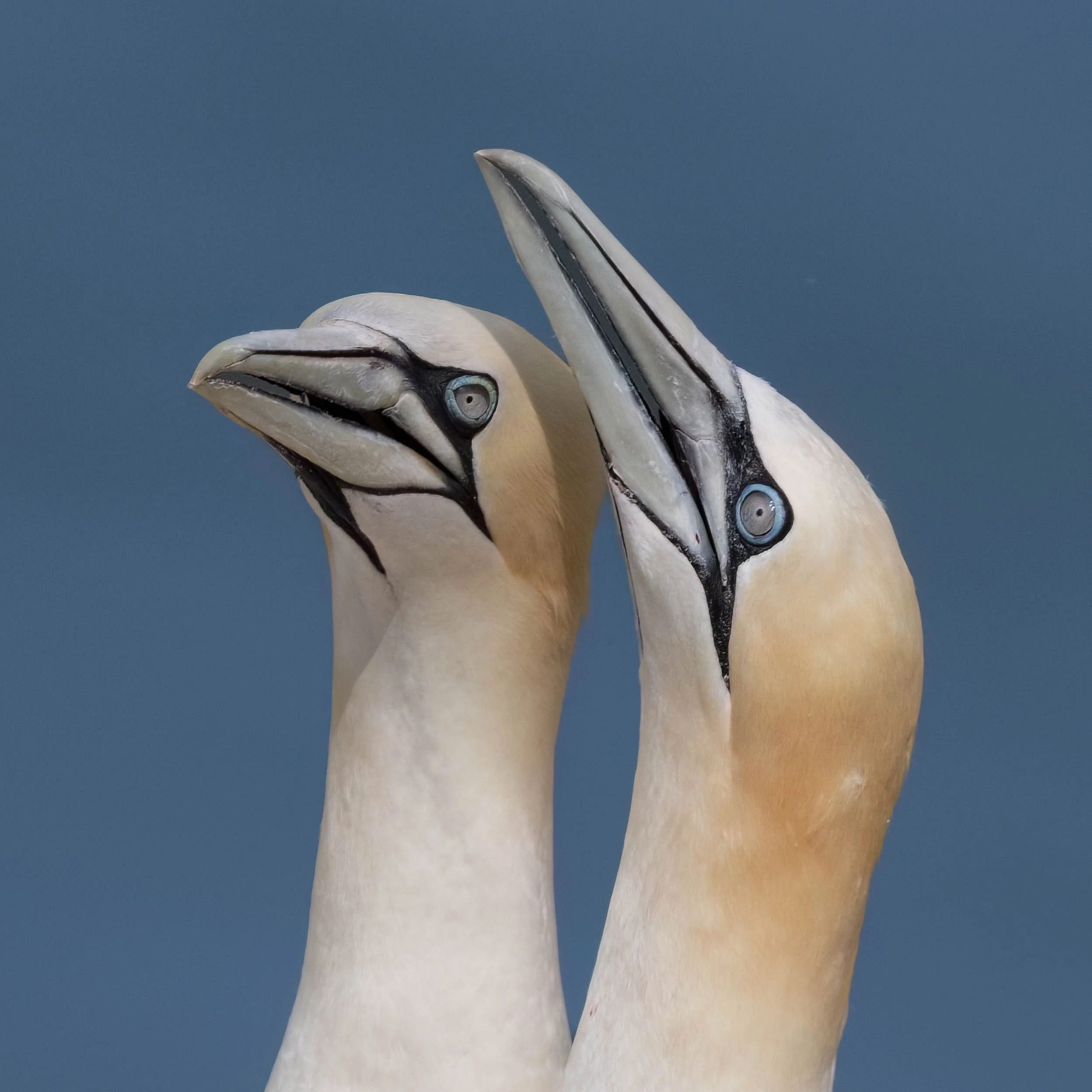 Northern Gannets | RSPB Bempton Cliffs