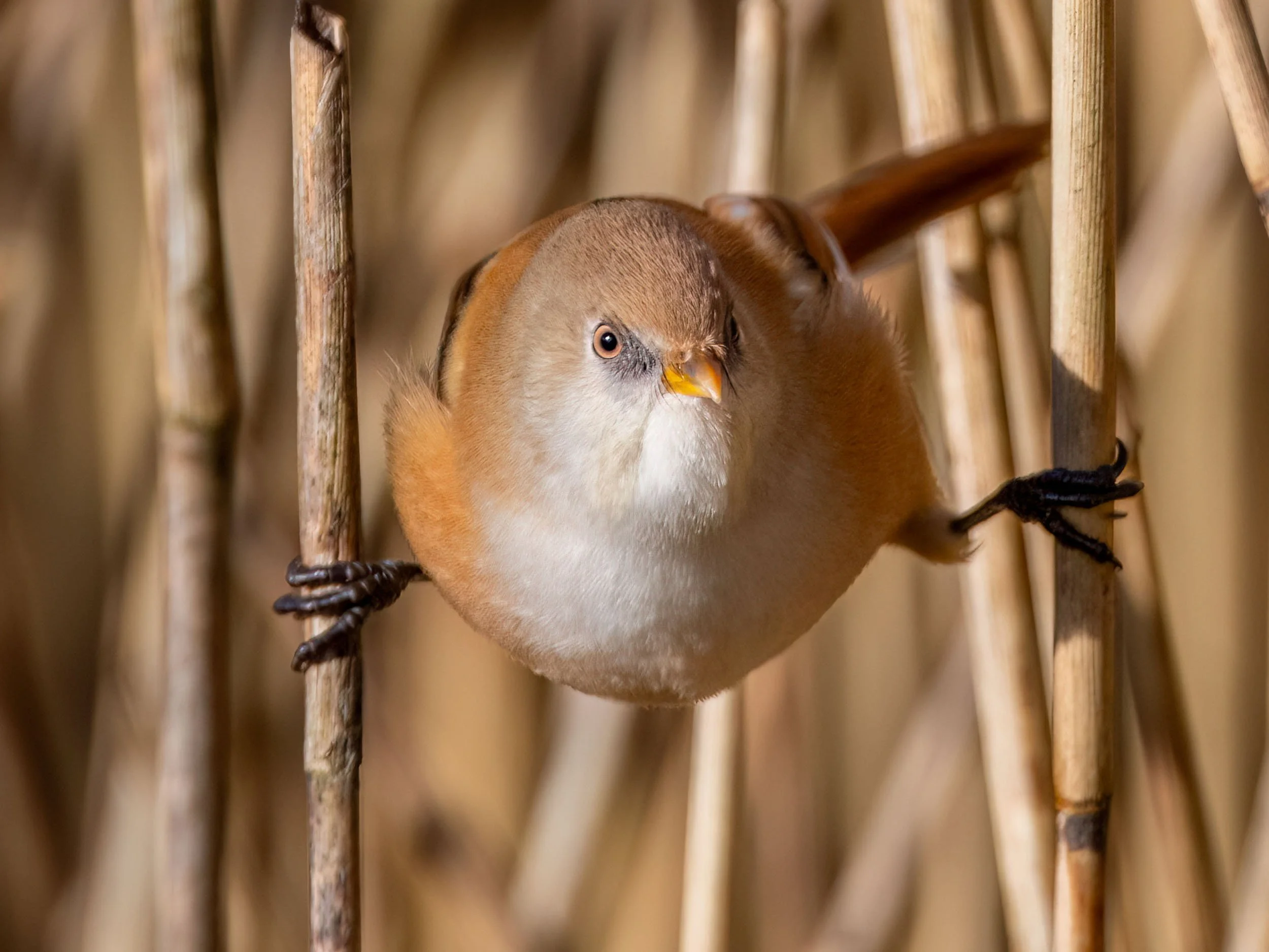 Bearded Tit Female | RSPB Leighton Moss