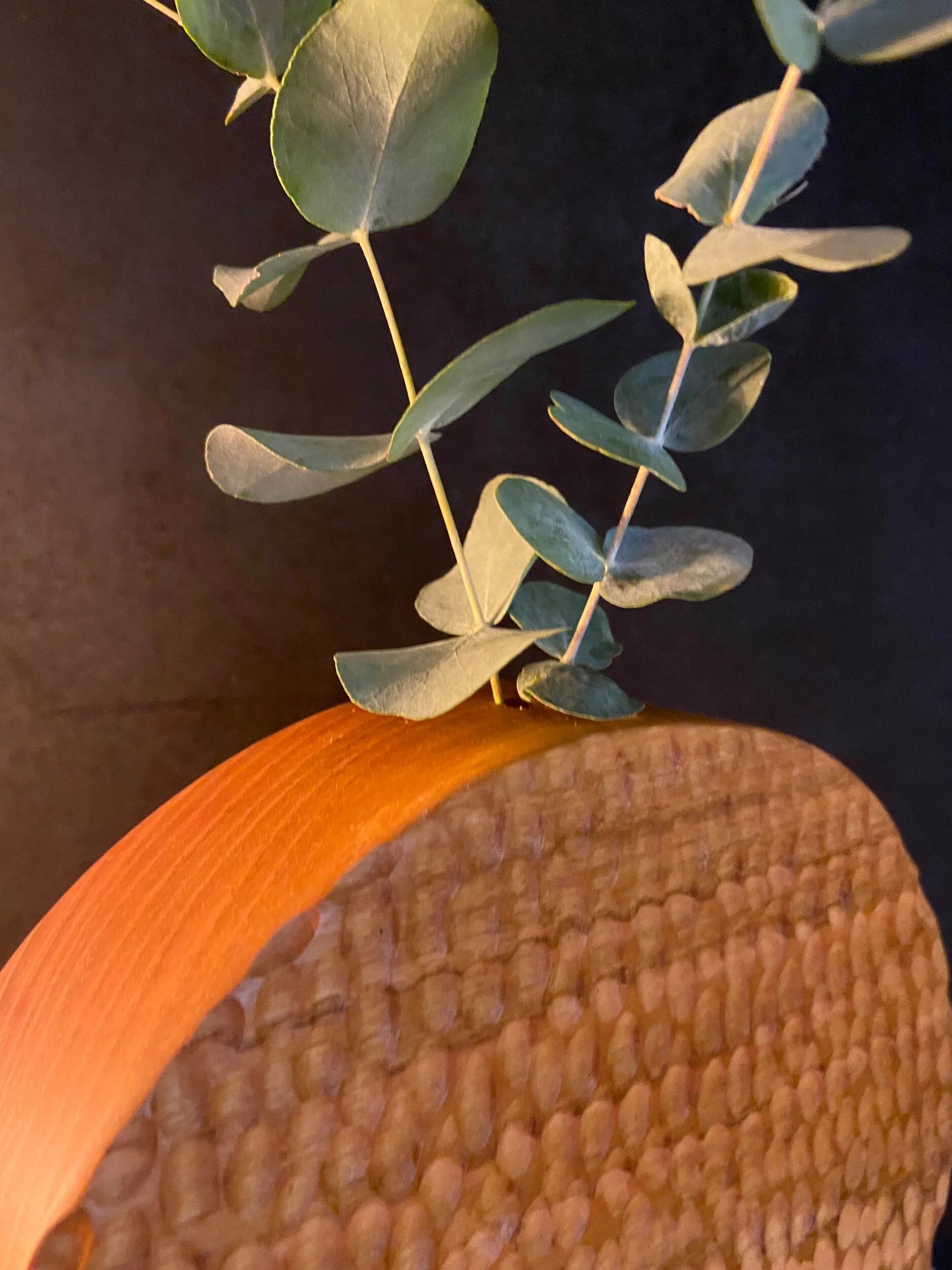 A close-up view of a plant with green, oval-shaped leaves and a wooden textured surface, set against a dark background.