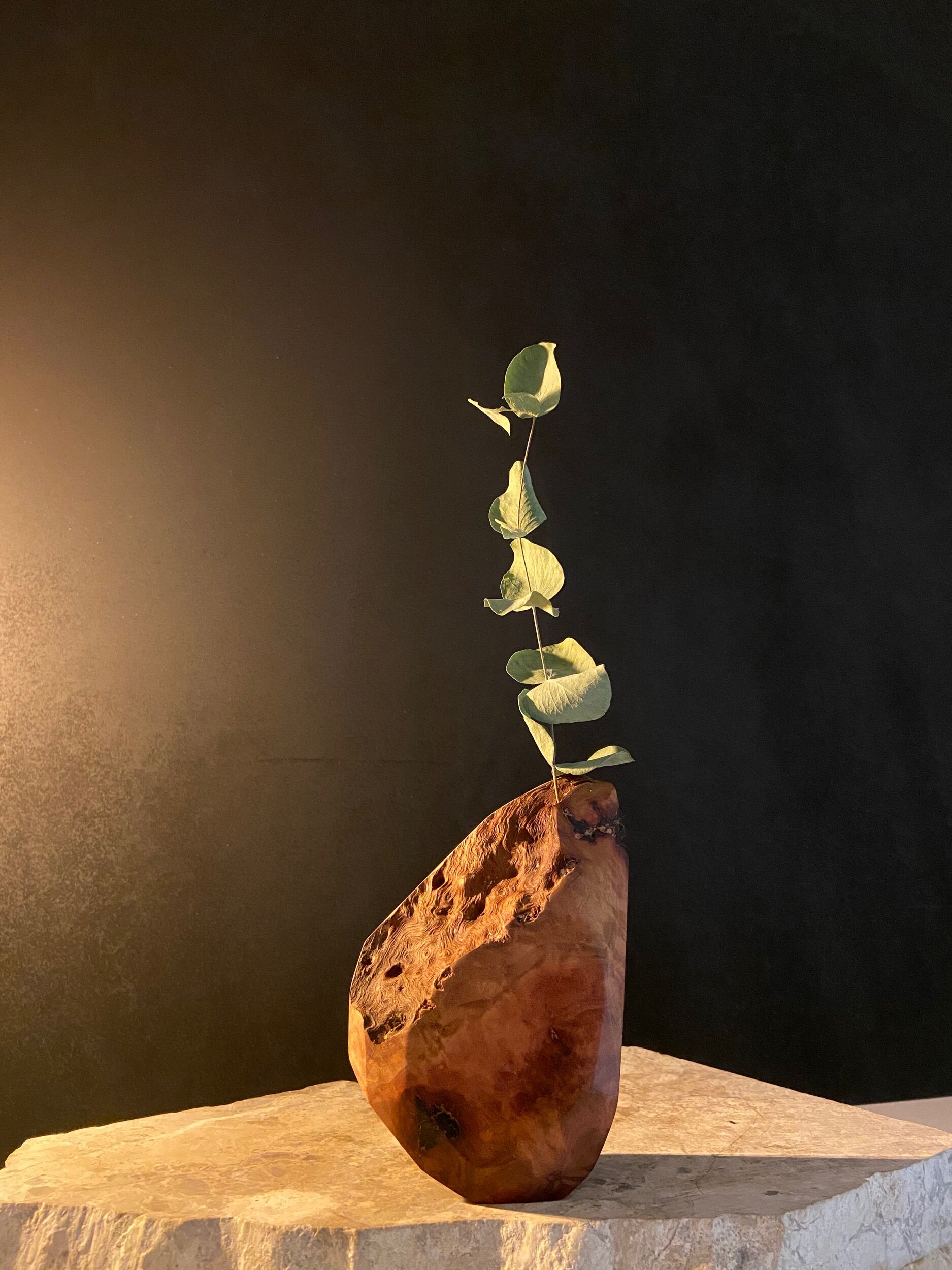 A tall, slender green plant with oval-shaped leaves in a wooden bowl on a stone surface against a dark background.
