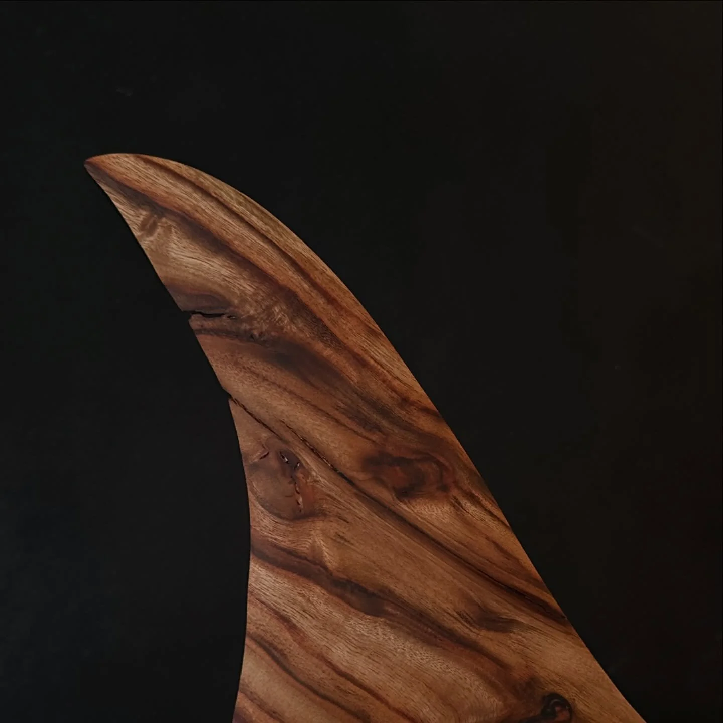 Sharky 🦈 

Camphor Laurel &amp; Myrtle Beech