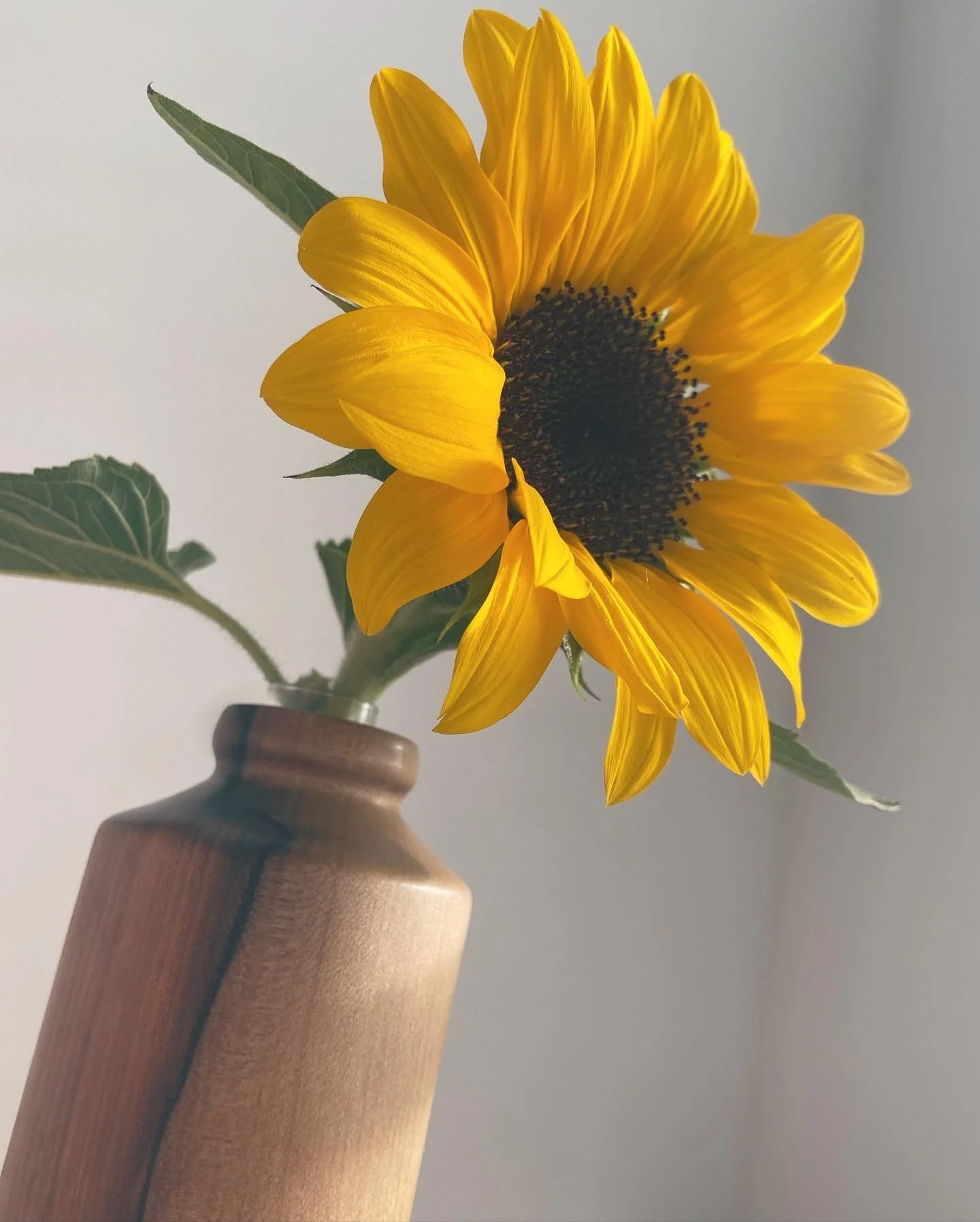 A yellow sunflower with green leaves in a wooden vase.
