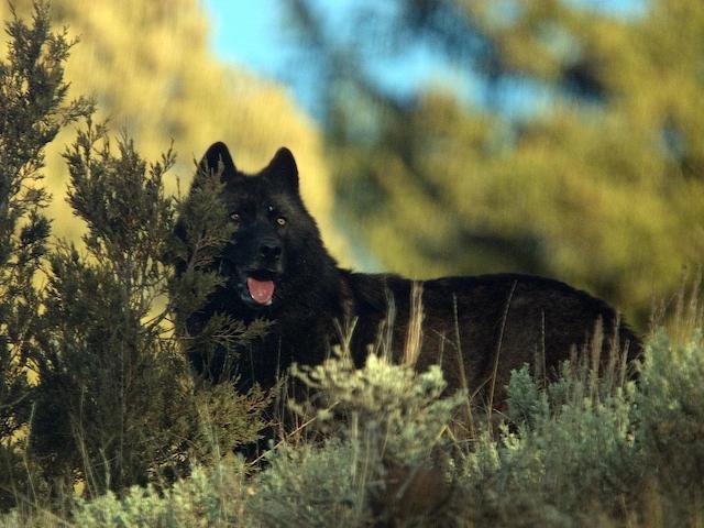 Yellowstone Black Wolf 302 in 2003.