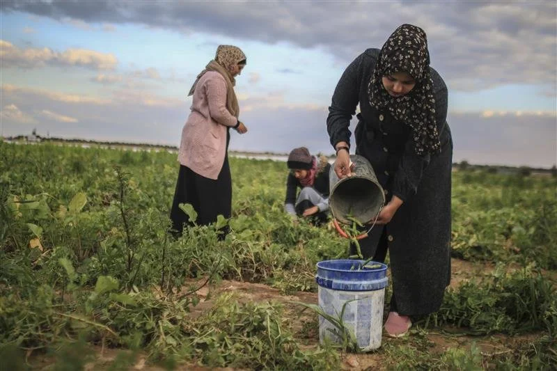 A gender analysis of humanitarian assistance in the occupied Palestinian territory