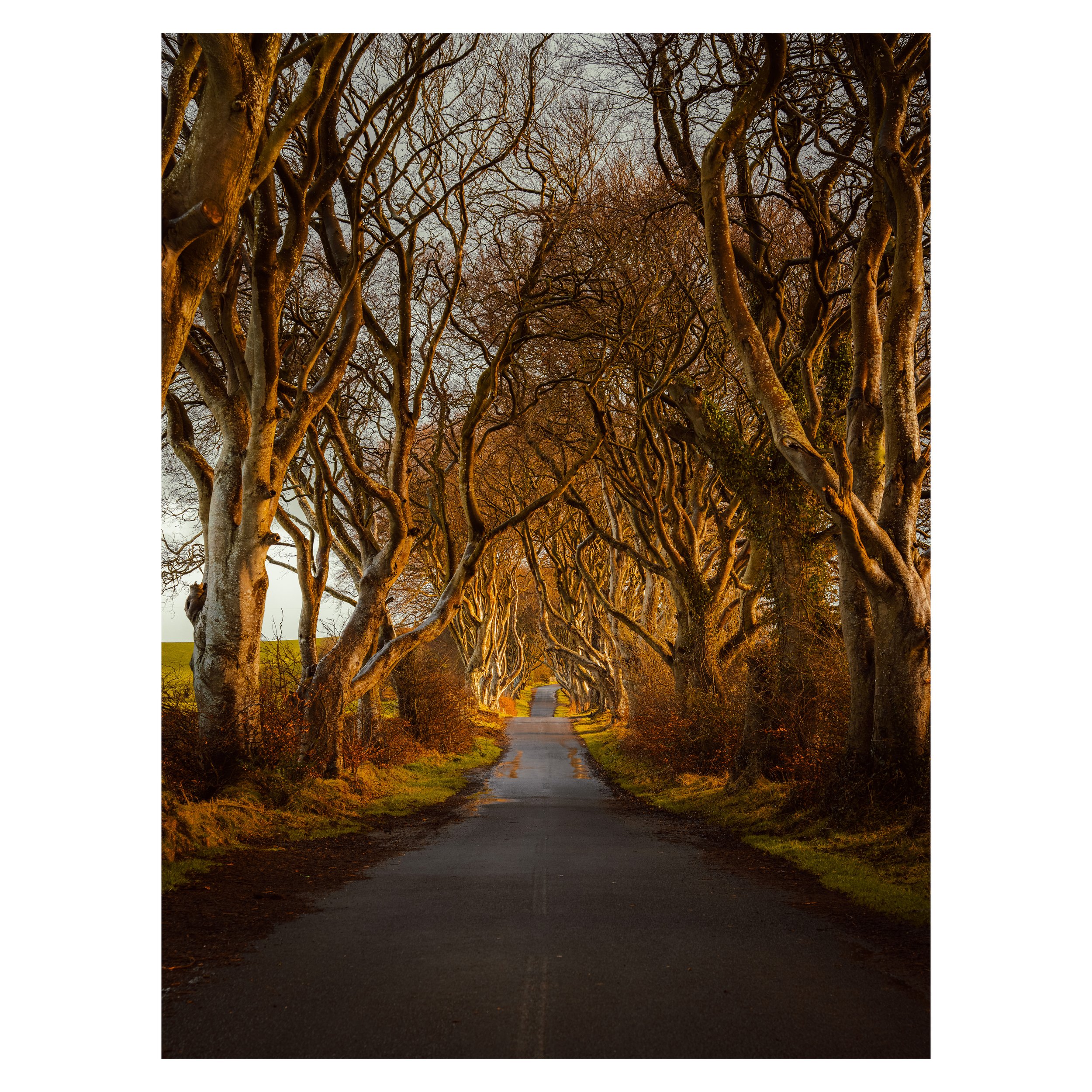 Dark Hedges.jpg