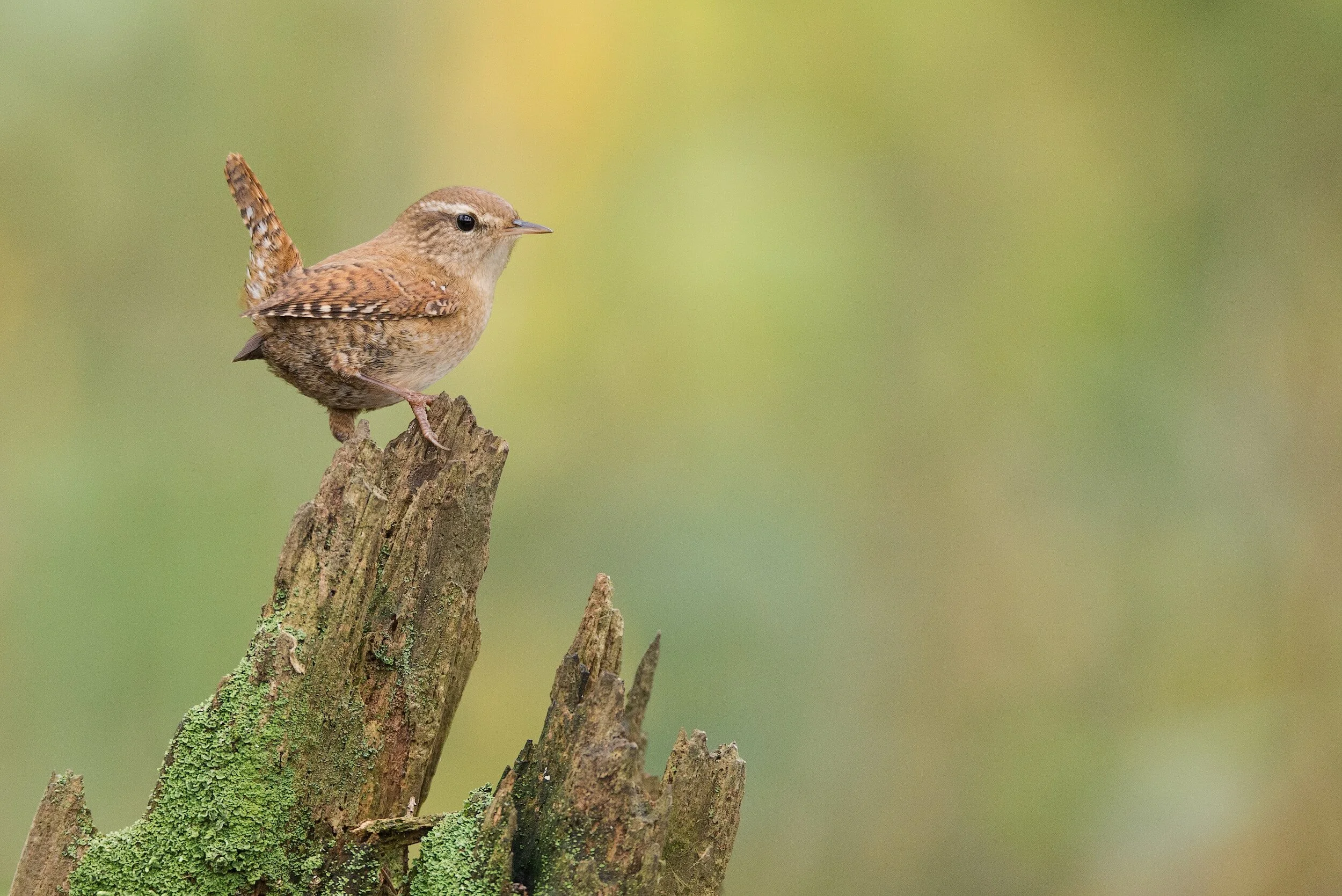 Wren