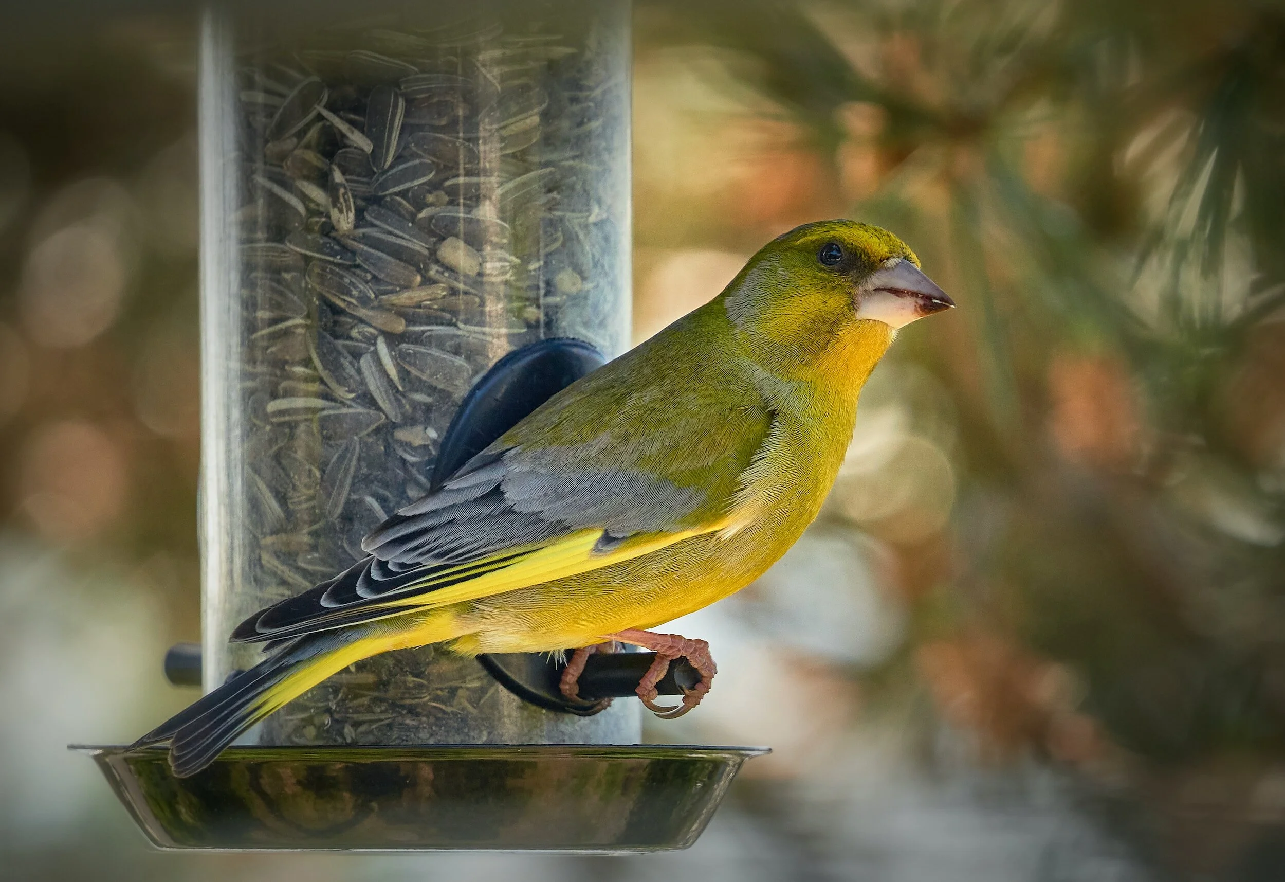Greenfinch