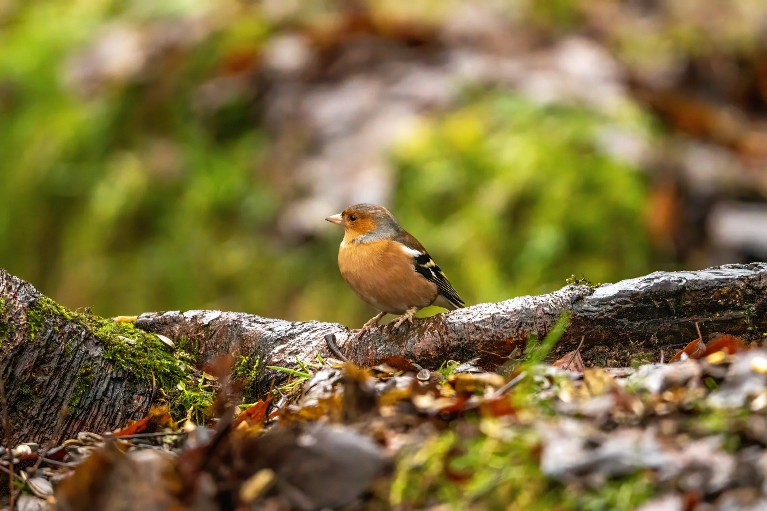 Chaffinch