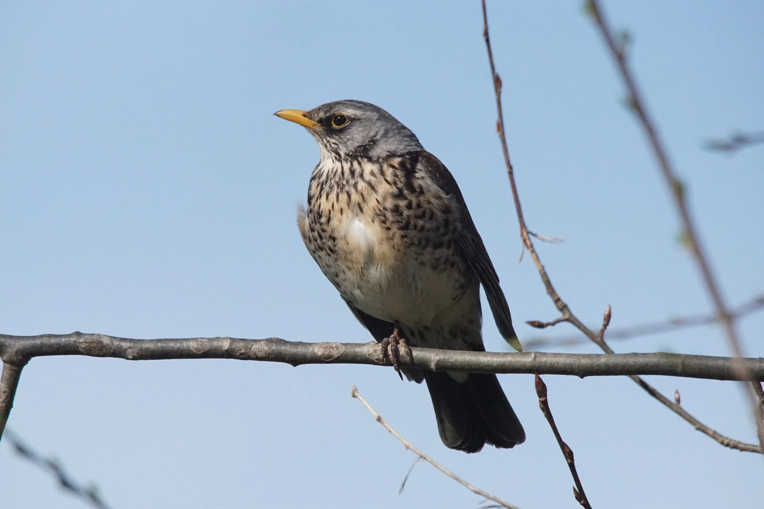 Fieldfare