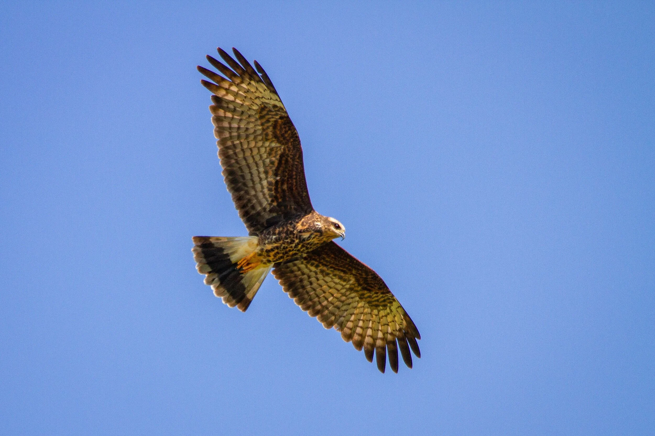 Buzzard