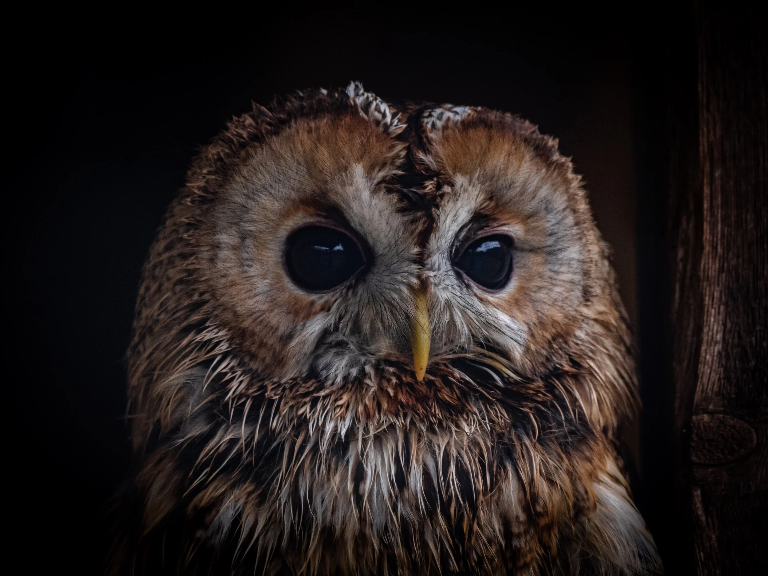 Tawny owl