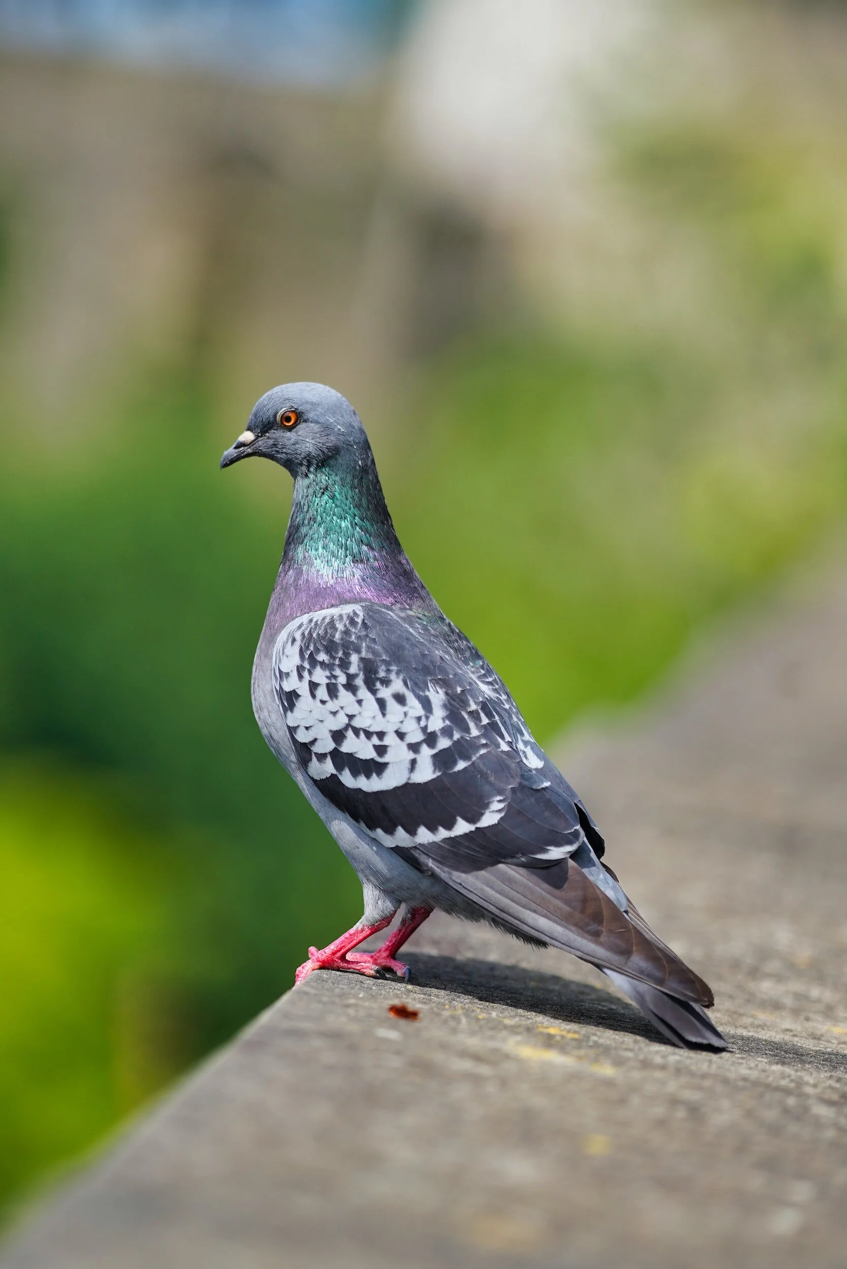 Pigeon
