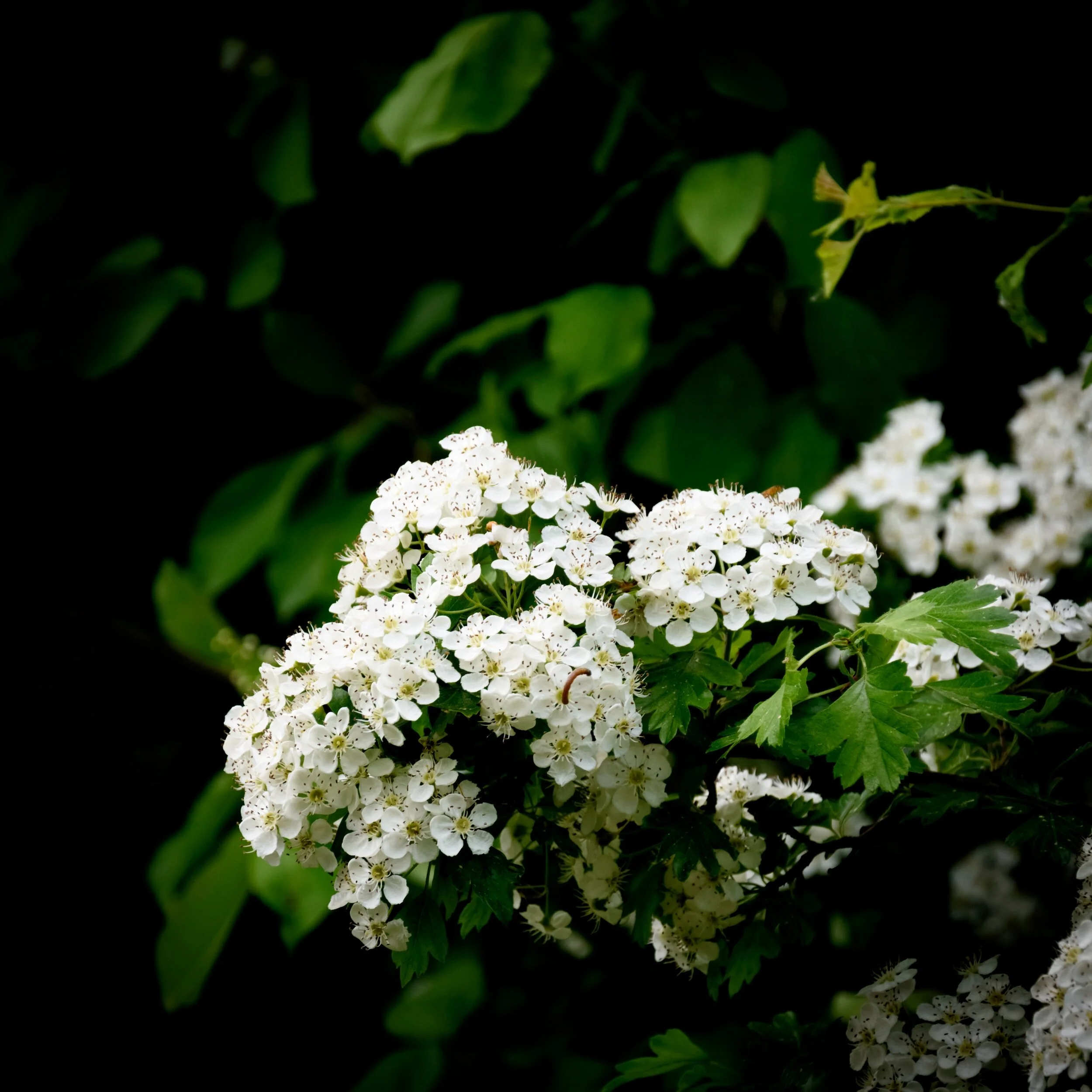 Hawthorn in May - leaves first