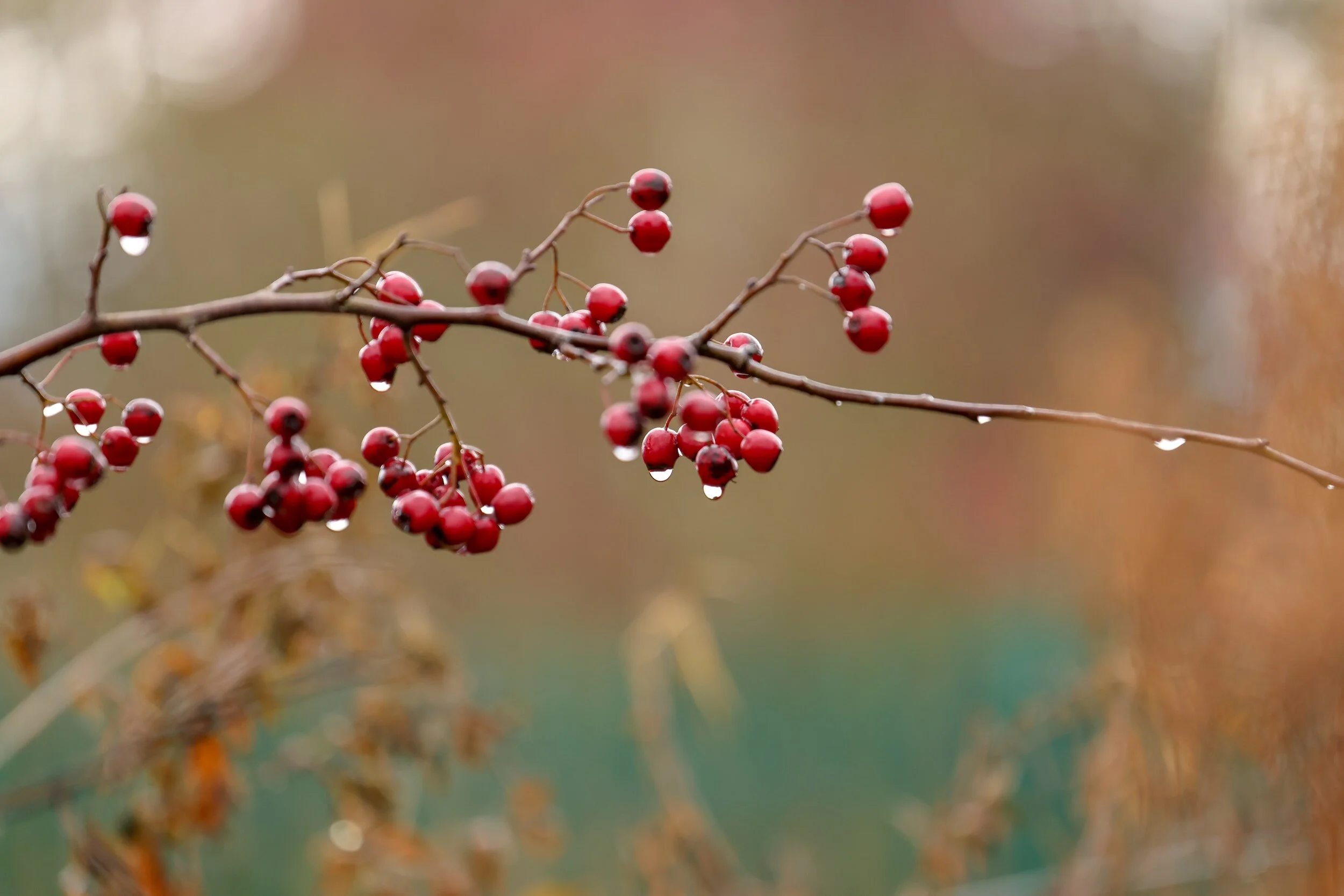 Hawthorn in Autumn