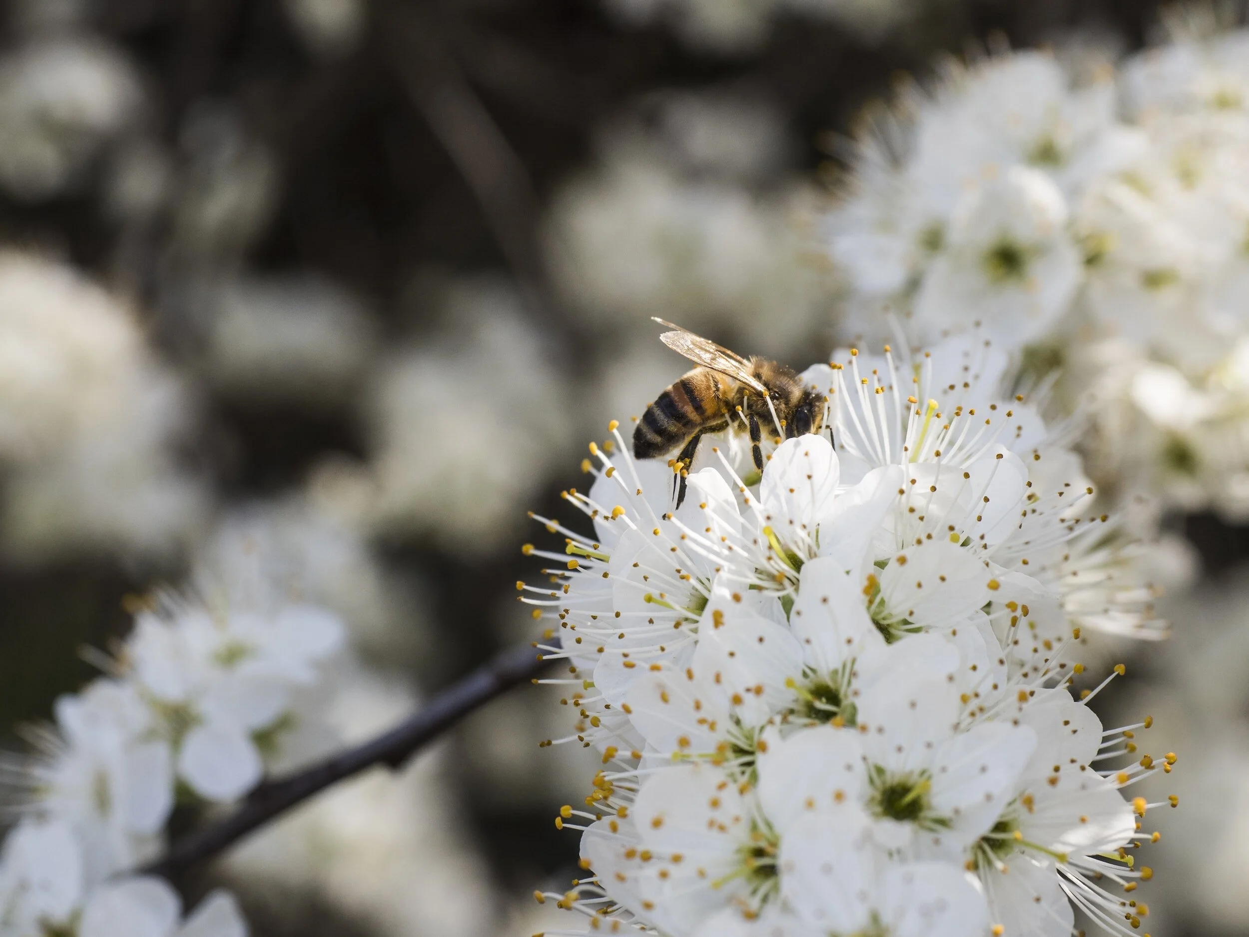 Blackthorn in April (flowers first)