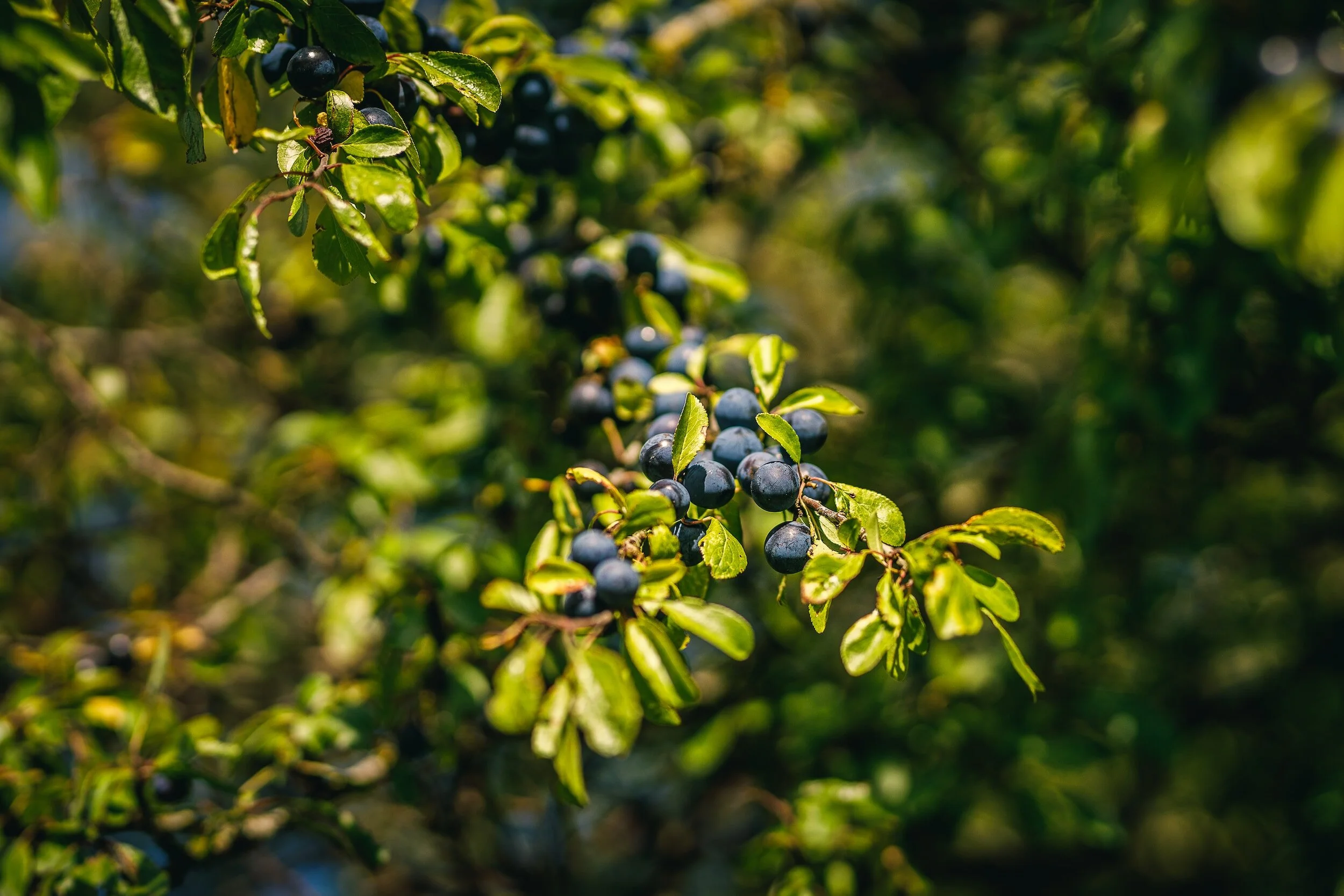 Blackthorn in Autumn - sloes!