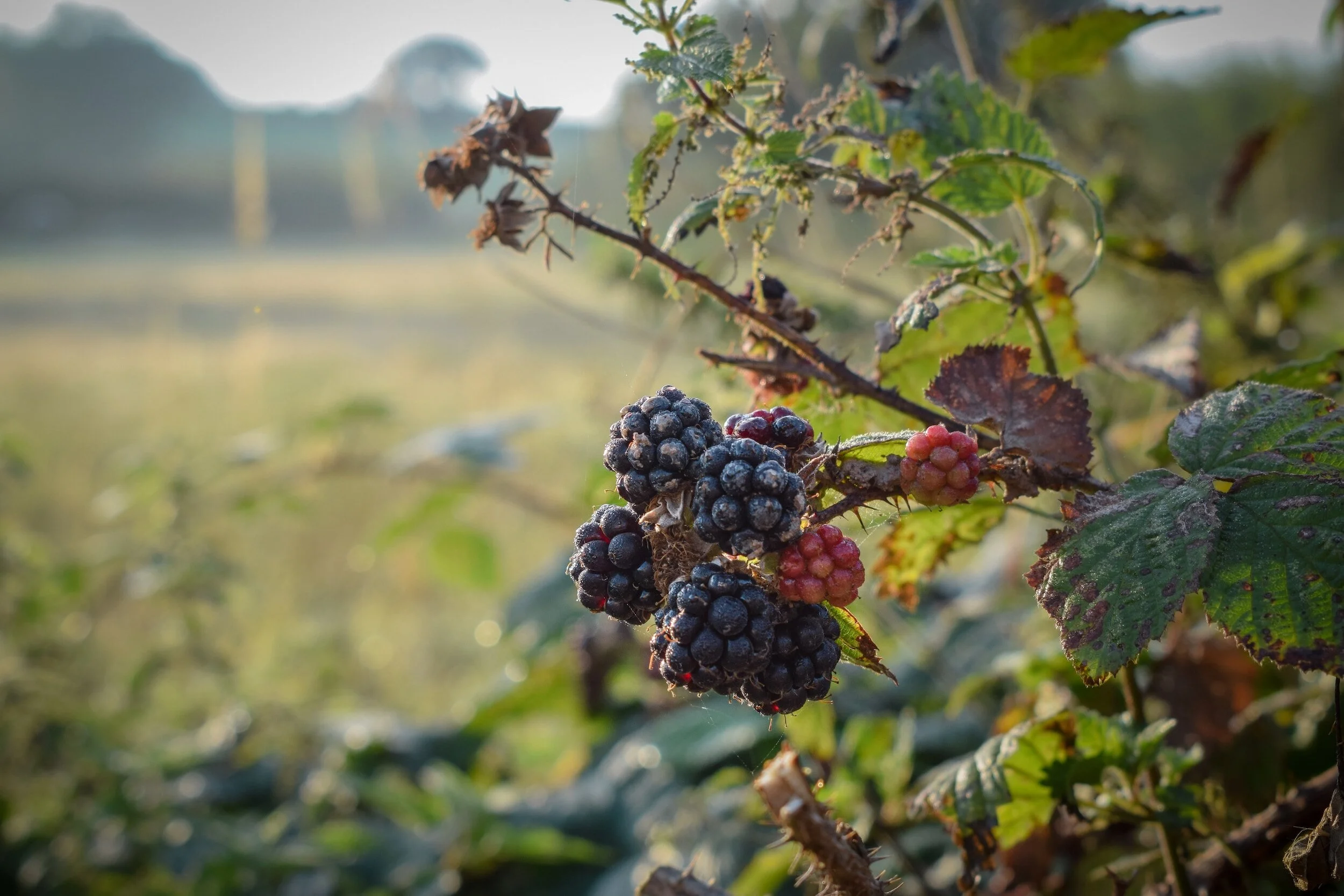 Brambles in September