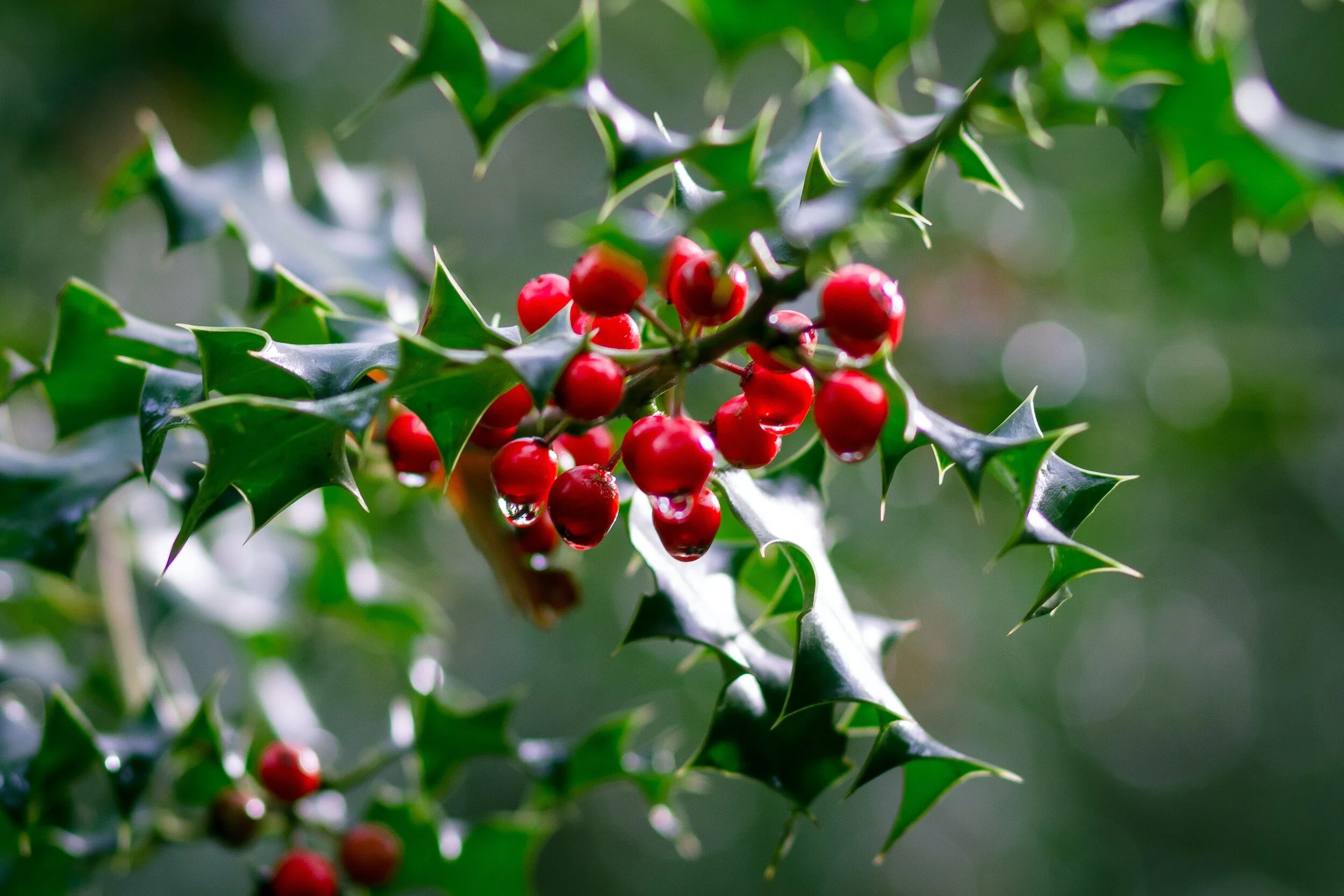 Holly in winter