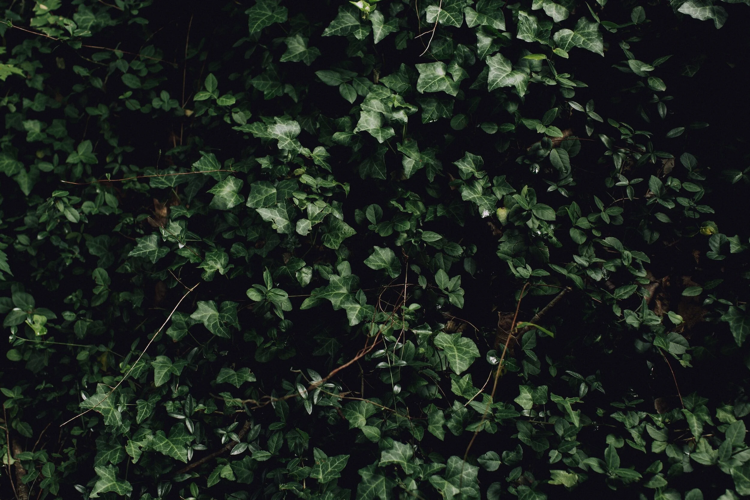 Ivy