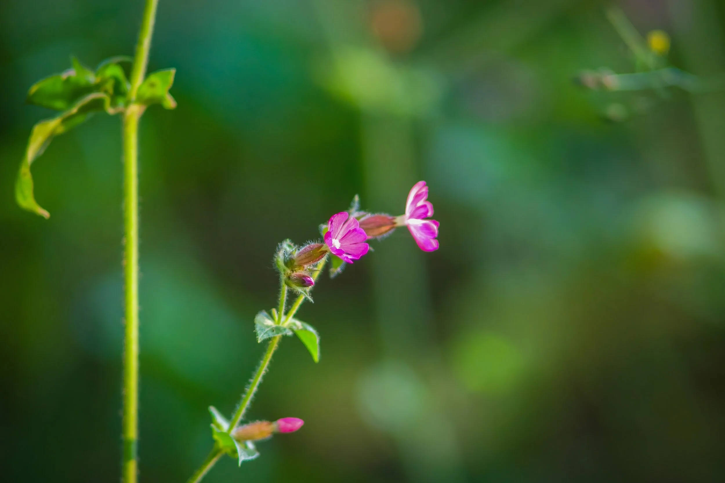 Red campion