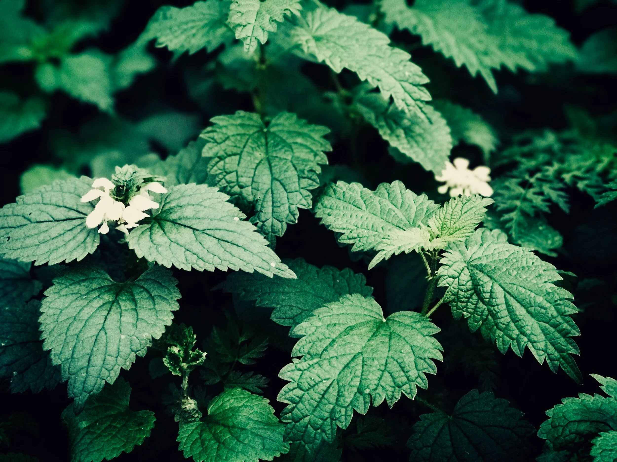 Stinging nettles