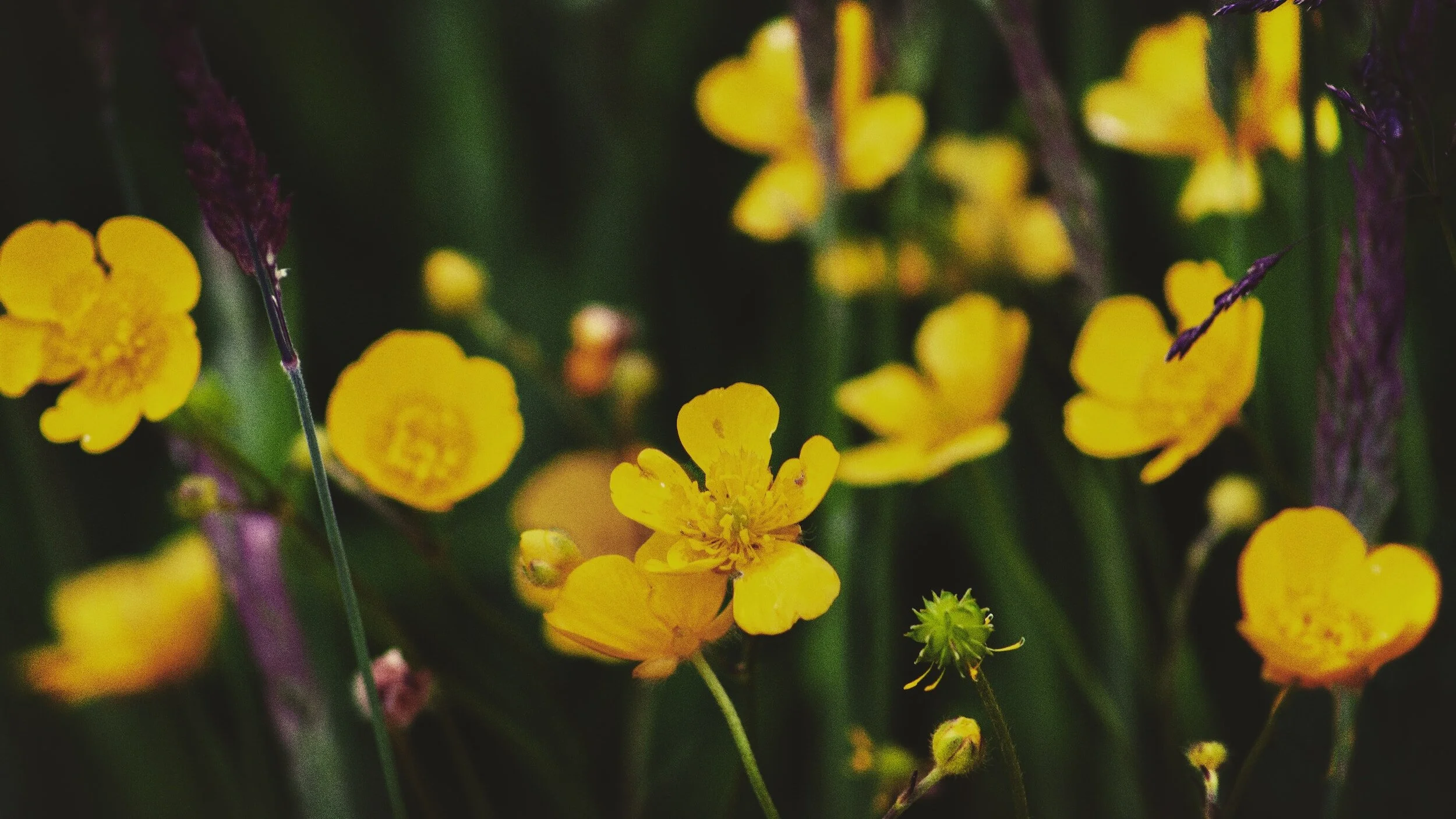 Creeping Buttercup