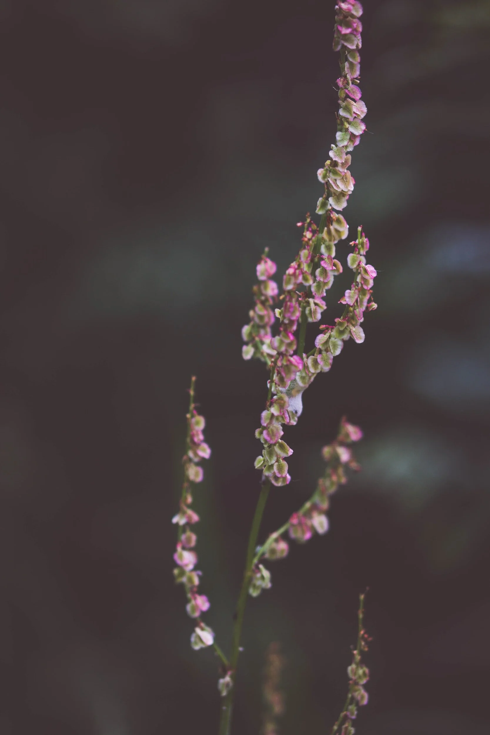 Sorrel