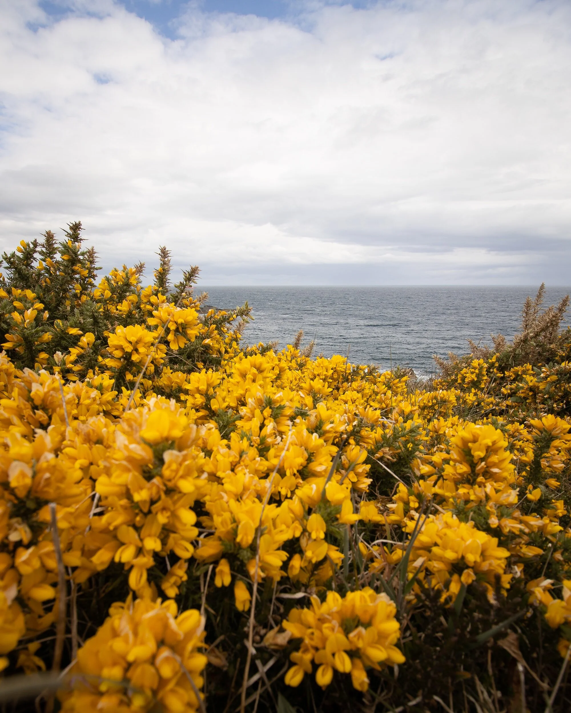 Gorse