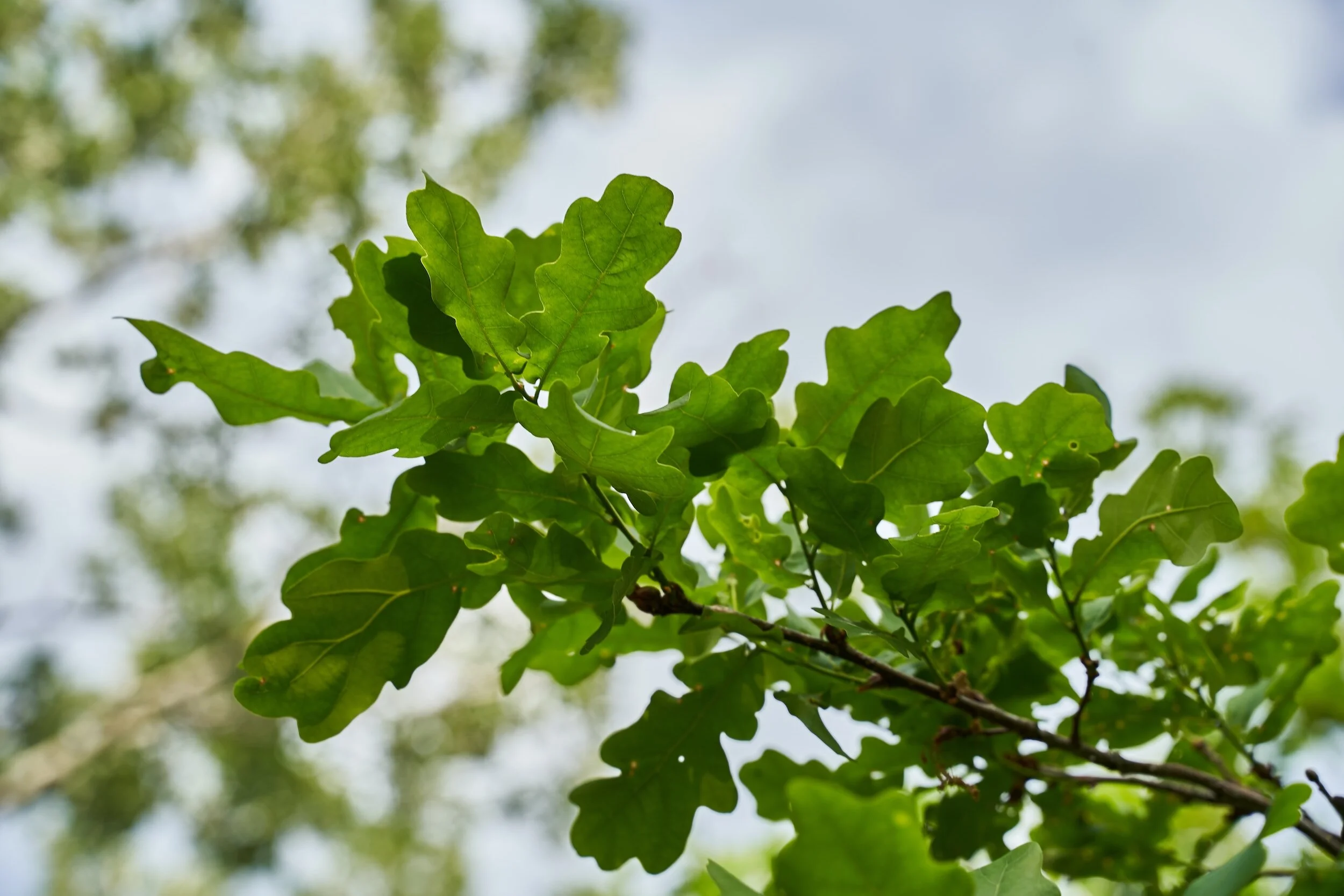 Sessile Oak