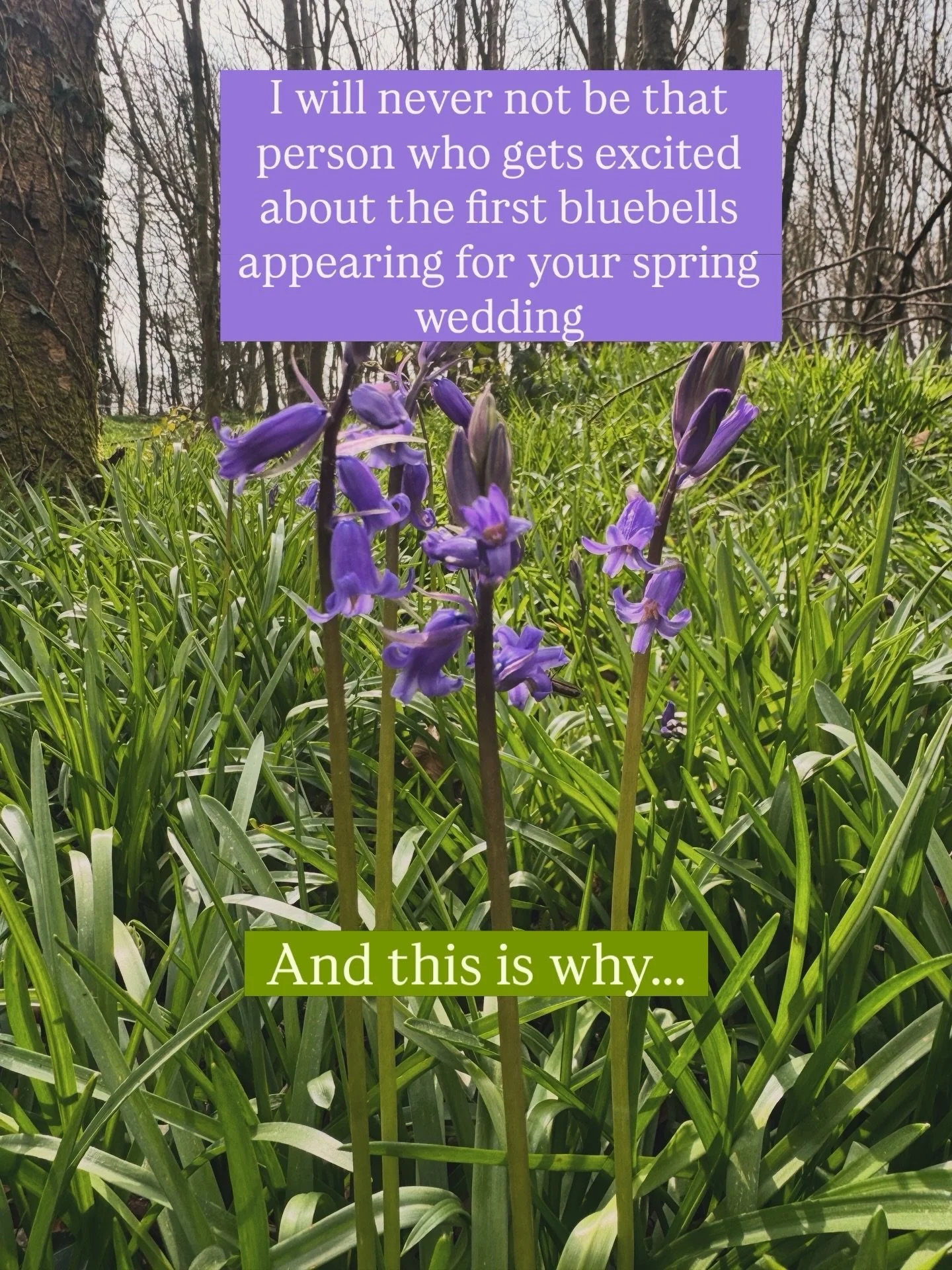 Just across the lane from our intimate wedding venue is a magical wood. At this time of year the bluebells slowly begin to appear.

In a few weeks time there will be a beautiful carpet, for those perfect Cornish springtime wedding photos. And an oppo