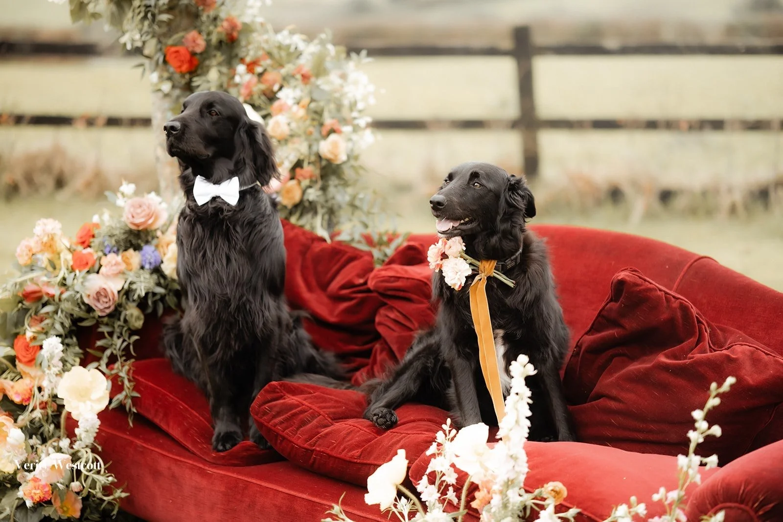 Pet-Friendly Elopement Venues in Cornwall: How to Plan a Wedding With Your Dog