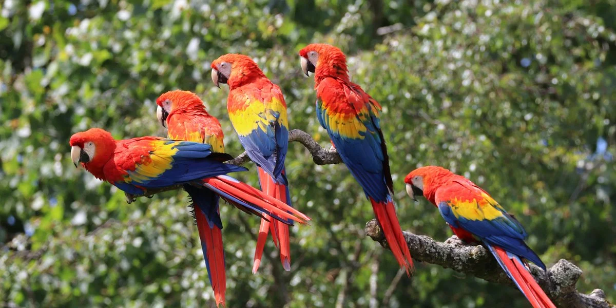 Parrots at Paradise Park, Cornwall