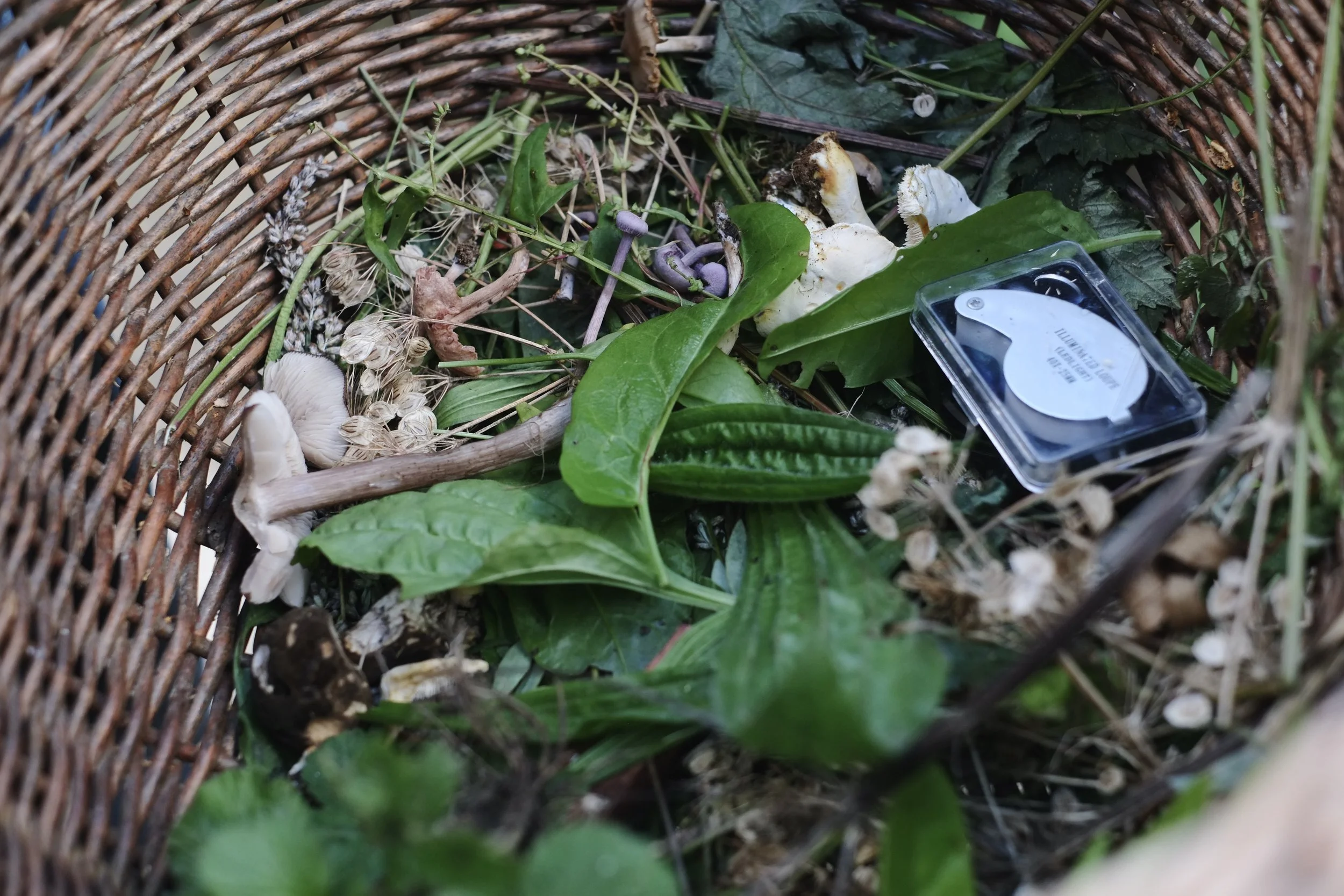 Foraged food basket
