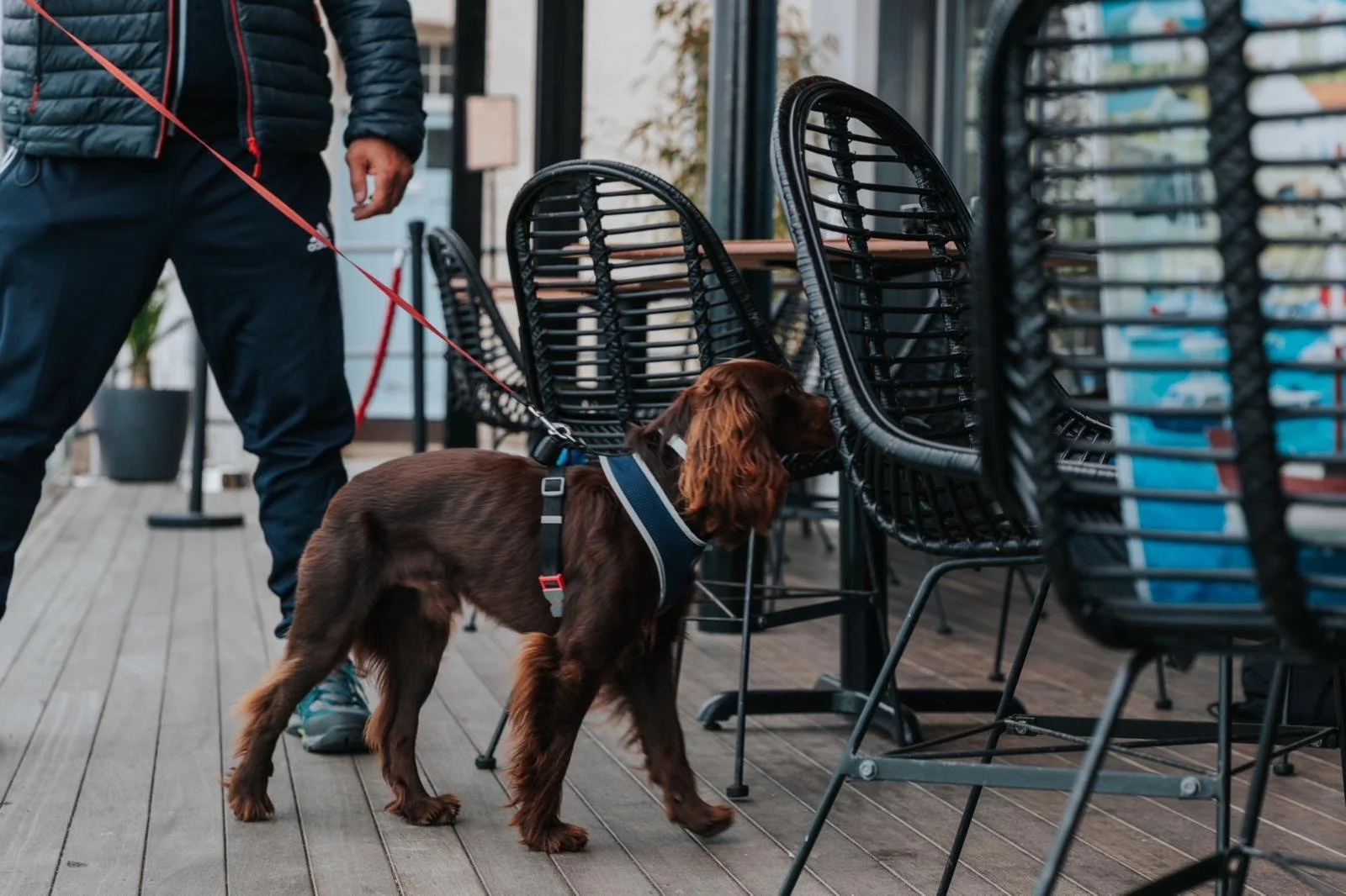 Dog-friendly veranda at INDIDOG Restaurant in Falmouth, Cornwall