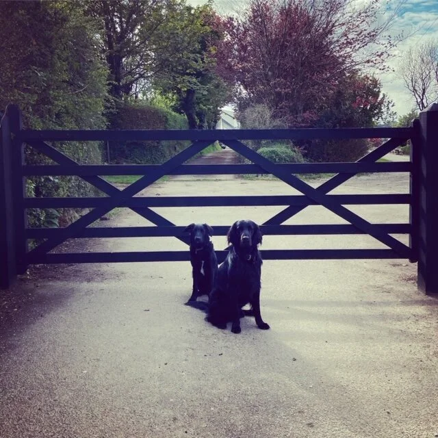 Top tips for holidays with dogs in Cornwall 2025