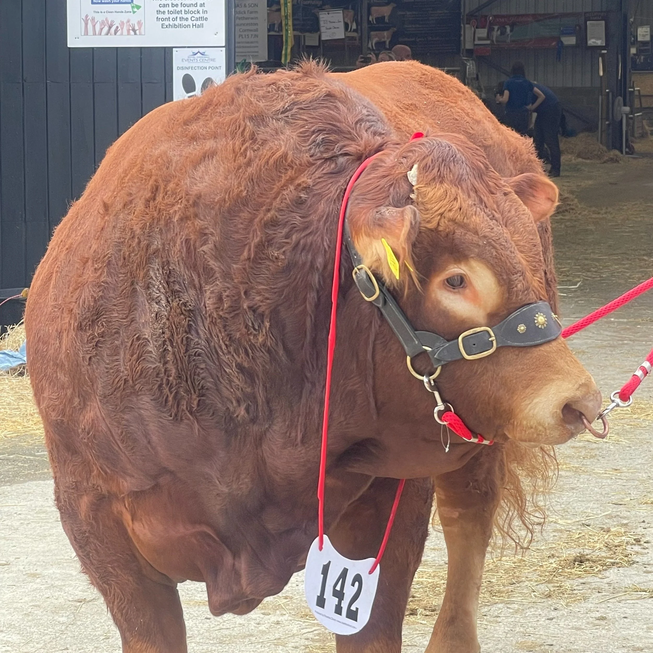 Prize Cow, Royal Cornwall Show