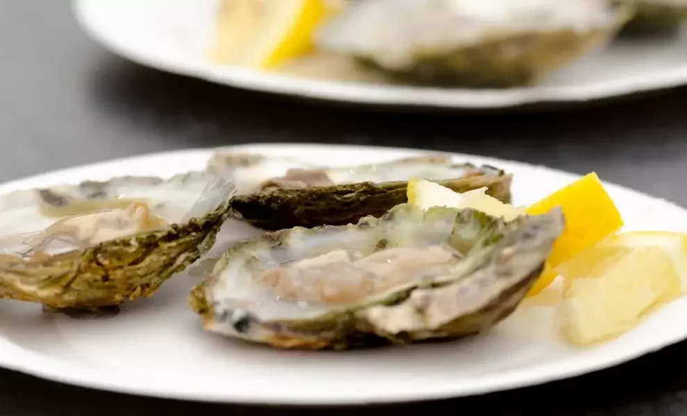 Falmouth Oyster Festival