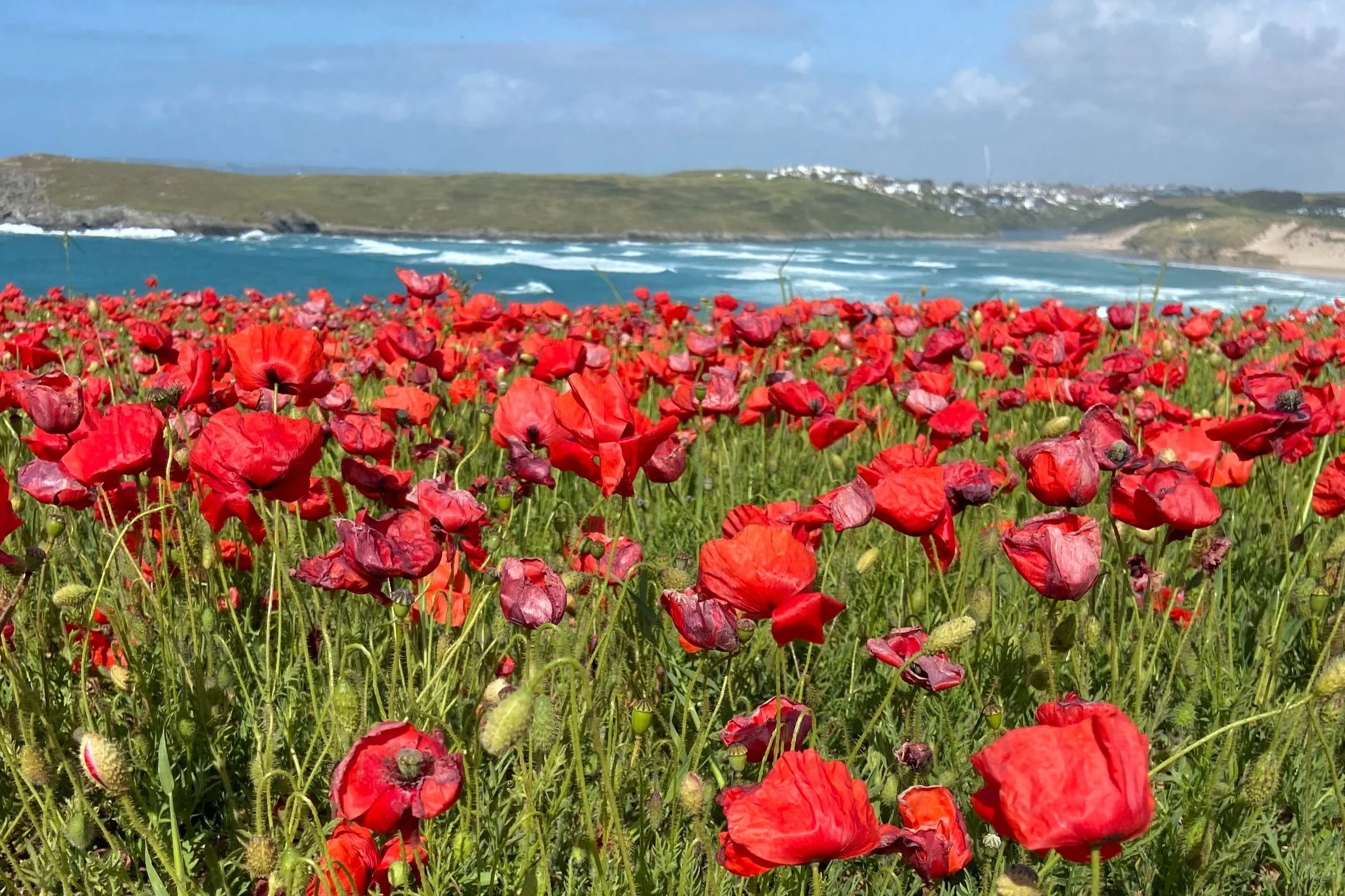 Poppies at Polly Joke, Cornwall