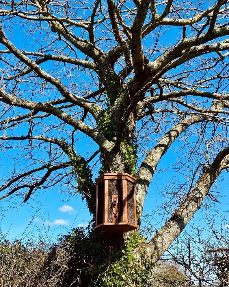 The treehive in position in the oak tree