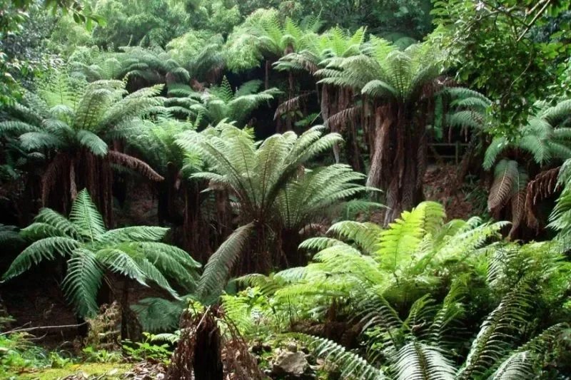 Trewidden Gardens, Cornwall